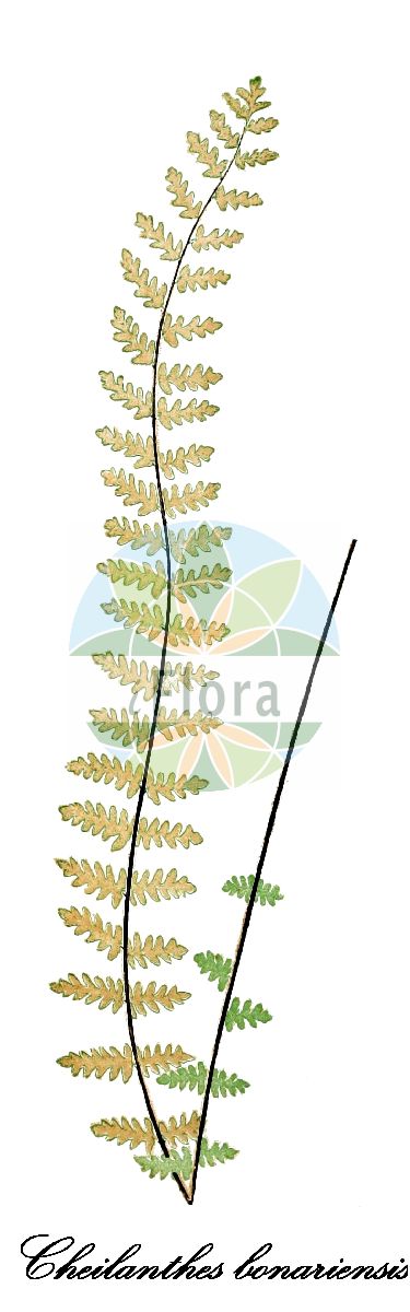 Hemionitis bonariensis - Pteridaceae,Plantae,Pteridobiotina,Polypodiophyta,Polypodiopsida,Polypodiidae,Polypodiales,Pteridaceae,Cheilanthoideae,Hemionitis,Hemionitis bonariensis,Acrostichum bonariense, Cheilanthes bonariensis, Cheilanthes ferruginea, Myriopteris aurea, Notholaena aurea, Notholaena bonariensis, Notholaena chiapensis, Notholaena rufa, Notholaena rufa var. minor, Pellaea ferruginea, Pteris aurea,bonaire lip fern