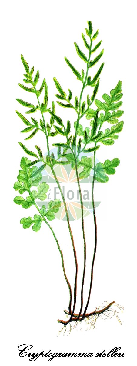 Cryptogramma stelleri - Pteridaceae,Plantae,Pteridobiotina,Polypodiophyta,Polypodiopsida,Polypodiidae,Polypodiales,Pteridaceae,Cryptogrammoideae,Cryptogramma,Cryptogramma stelleri,Allosorus gracilis, Allosorus minutus, Allosorus stelleri, Cheilanthes gracilis, Cryptogramma gracilis, Pellaea gracilis, Pellaea stelleri, Pteris gracilis, Pteris minuta, Pteris stelleri,Stellers Rollfarn;cliff-brake;slender rock-brake cliff-brake;steller's rock-brake;fragile rock-brake;cryptogramme de steller