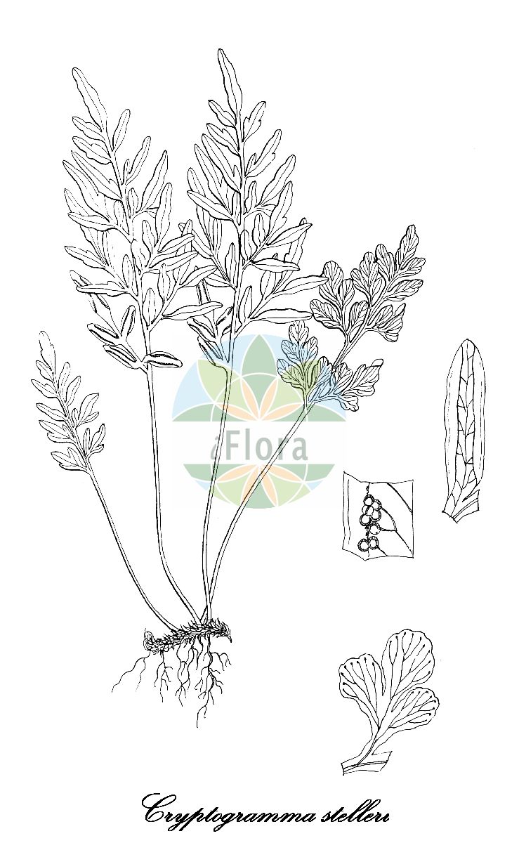 Cryptogramma stelleri - Pteridaceae,Plantae,Pteridobiotina,Polypodiophyta,Polypodiopsida,Polypodiidae,Polypodiales,Pteridaceae,Cryptogrammoideae,Cryptogramma,Cryptogramma stelleri,Allosorus gracilis, Allosorus minutus, Allosorus stelleri, Cheilanthes gracilis, Cryptogramma gracilis, Pellaea gracilis, Pellaea stelleri, Pteris gracilis, Pteris minuta, Pteris stelleri,Stellers Rollfarn;cliff-brake;slender rock-brake cliff-brake;steller's rock-brake;fragile rock-brake;cryptogramme de steller