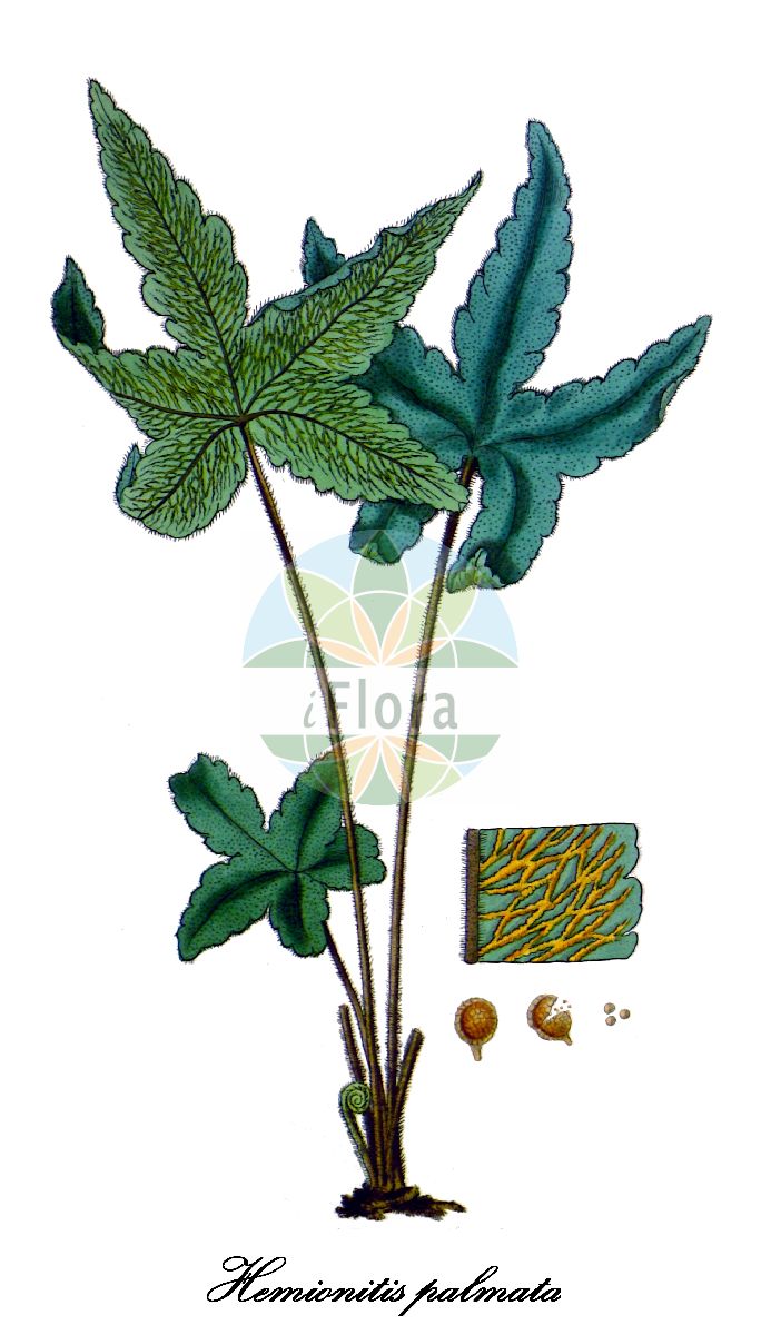 Hemionitis palmata - Pteridaceae,Plantae,Pteridobiotina,Polypodiophyta,Polypodiopsida,Polypodiidae,Polypodiales,Pteridaceae,Cheilanthoideae,Hemionitis,Hemionitis palmata,Gymnogramma palmata
