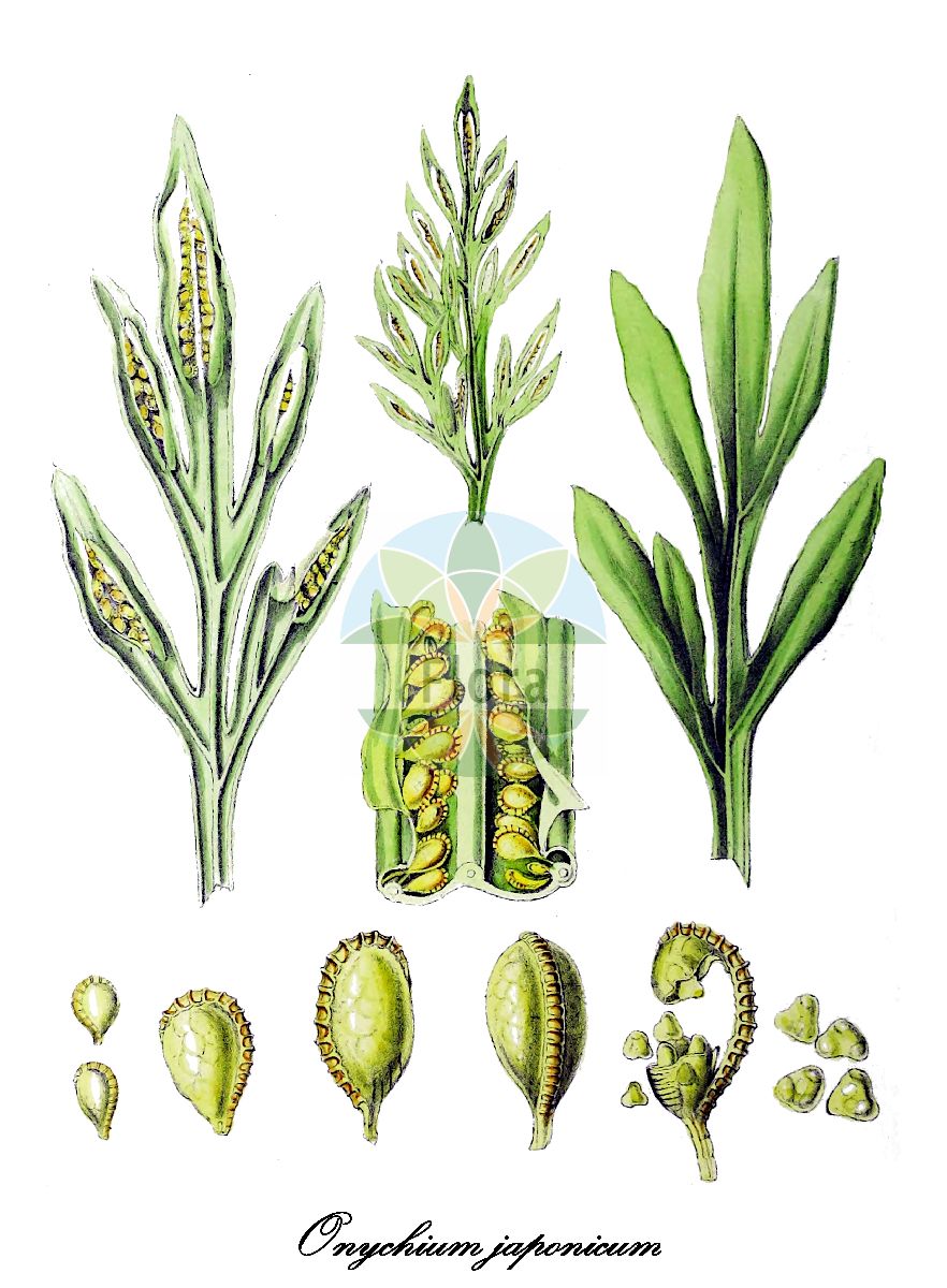 Onychium japonicum - Pteridaceae,Plantae,Pteridobiotina,Polypodiophyta,Polypodiopsida,Polypodiidae,Polypodiales,Pteridaceae,Pteridoideae,Onychium,Onychium japonicum,Asplenium swartzianum, Caenopteris japonica, Cryptogramma japonica, Darea japonica, Onychium carvifolium, Onychium chinense, Onychium japonicum f. echizenense, Onychium japonicum var. japonicum, Pteris japonica, Trichomanes japonicum
