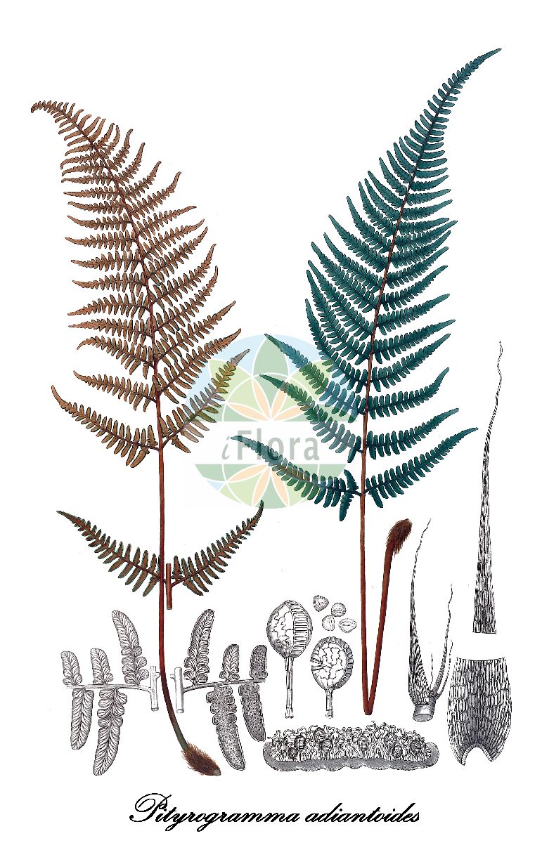 Pityrogramma ochracea - Pteridaceae,Plantae,Pteridobiotina,Polypodiophyta,Polypodiopsida,Polypodiidae,Polypodiales,Pteridaceae,Pteridoideae,Pityrogramma,Pityrogramma ochracea,Acrostichum caudatum, Ceropteris adiantoides var. peruviana, Ceropteris ochracea, Ceropteris tartarea var. ochracea, Gymnogramma adiantoides, Gymnogramma ballivianii, Gymnogramma calomelanos var. ochracea, Gymnogramma ochracea, Gymnogramma tartarea var. ochracea, Gymnogramma tartarea var. ochracea, Pityrogramma adiantoides, Pityrogramma ballivianii, Pityrogramma calomelanos var. ochracea, Pityrogramma caudata, Pityrogramma perelegans, Pityrogramma tartarea var. ochracea