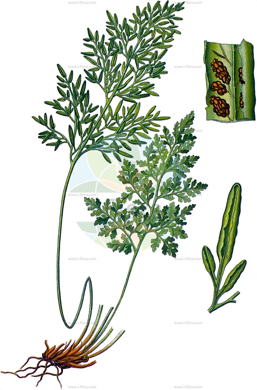 Cryptogramma crispa - Pteridaceae,Plantae,Pteridobiotina,Polypodiophyta,Polypodiopsida,Polypodiidae,Polypodiales,Pteridaceae,Cryptogrammoideae,Cryptogramma,Cryptogramma crispa,Acrostichum crispum, Allosorus crispus, Blechnum crispum, Cryptogramma crispa subsp. crispa, Onoclea crispa, Osmunda crispa, Osmunda rupestris, Phorolobus crispus, Pteris crispa, Pteris tenuifolia, Stegania onocleoides, Struthiopteris crispa,Krauser Rollfarn;Rollfarn;parsley fern;Cryptogramme crépu;cryptogramme crispée;allosore crispé;allosore crépu;Felcetta crespa;gekroesde rolvaren;криптограмма курчавая;скрытокучница курчавая;saklı eğrelti;kriptogramë;krusbräken;persillebregne;zmienka górska;rishiri-shinobu;リシリキノブ;fodros bodorpáfrány;jinořadec kadeřavý;kučeravec čiarkovitý;къдрава криптограма;hestespreng;liesu;hlíðaburkni;разнолист
