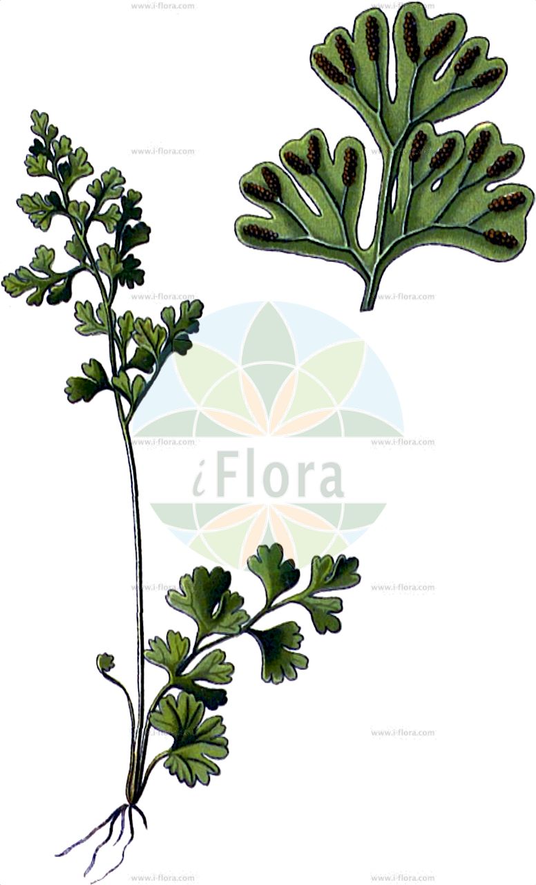 Anogramma leptophylla - Pteridaceae,Plantae,Pteridobiotina,Polypodiophyta,Polypodiopsida,Polypodiidae,Polypodiales,Pteridaceae,Pteridoideae,Anogramma,Anogramma leptophylla,Acrostichum leptophyllum, Anogramma caespitosa, Anogramma guatemalensis, Asplenium geminaria, Asplenium leptophyllum, Didymochlaena lunulata var. microphylla, Grammitis adiantoides, Grammitis leptophylla, Gymnogramma chaerophylla var. cryptogrammoides, Gymnogramma leptophylla, Gymnogramma leptophylla var. mexicana, Gymnogramma novae-zealandiae, Hemionitis leptophylla, Osmunda leptophylla, Pityrogramma guatemalensis, Pityrogramma leptophylla, Polypodium leptophyllum, Tarachia geminaria,Dünnblättriger Nacktfarn;Nacktfarn;jersey fern;Anogramme à limbe mince;anogramme à feuilles minces;grammitis à feuilles minces;anogramme à frondes minces;helecho de tiempo;Felcetta annuale;anogramma a foglie sottili;anograma-de-folha-estreita;анограмма тонколистная;maydanoz eğreltisi;tavaszi kérészpáfrány;анограма тонколиста;chesponit adinah;חֶשְׂפּוֹנִית עֲדִינָה;tursin ir-riħ