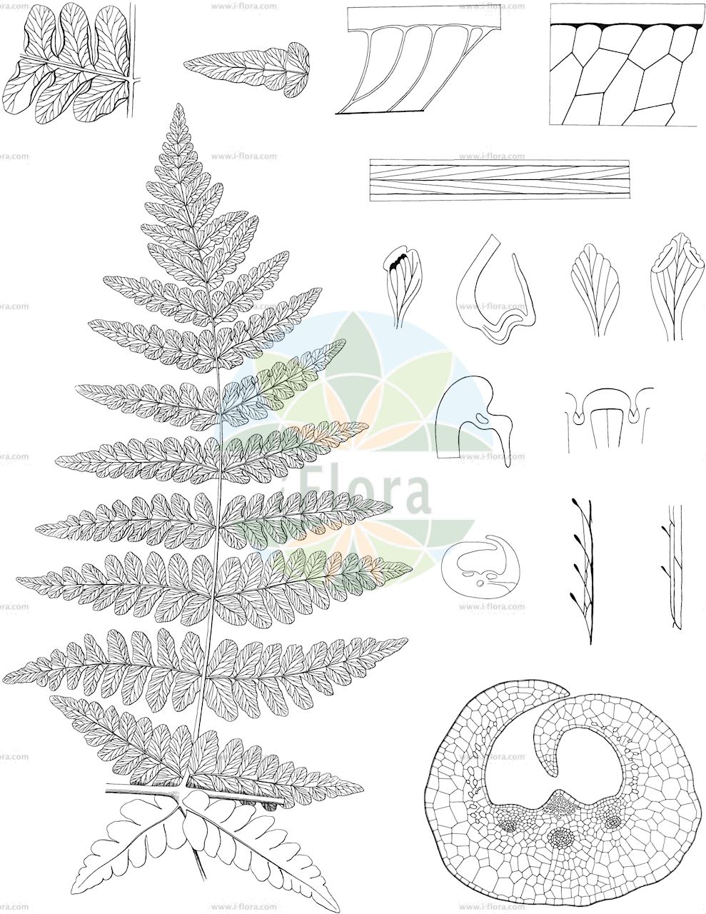 Pteris cretica - Pteridaceae,Plantae,Pteridobiotina,Polypodiophyta,Polypodiopsida,Polypodiidae,Polypodiales,Pteridaceae,Pteridoideae,Pteris,Pteris cretica,Pteris cretica var. cretica, Pycnodoria cretica,Kretischer Saumfarn;ribbon fern;cretan brake;Ptéris de Crète;ptéris à frondes panachées;fougère de Crète;helecho de cinta;Pteride di Creta;птерис критский;орляк критский;girit eğreltisi;ô-bainomotosô;オオバイノモトソウ;птерис крітський