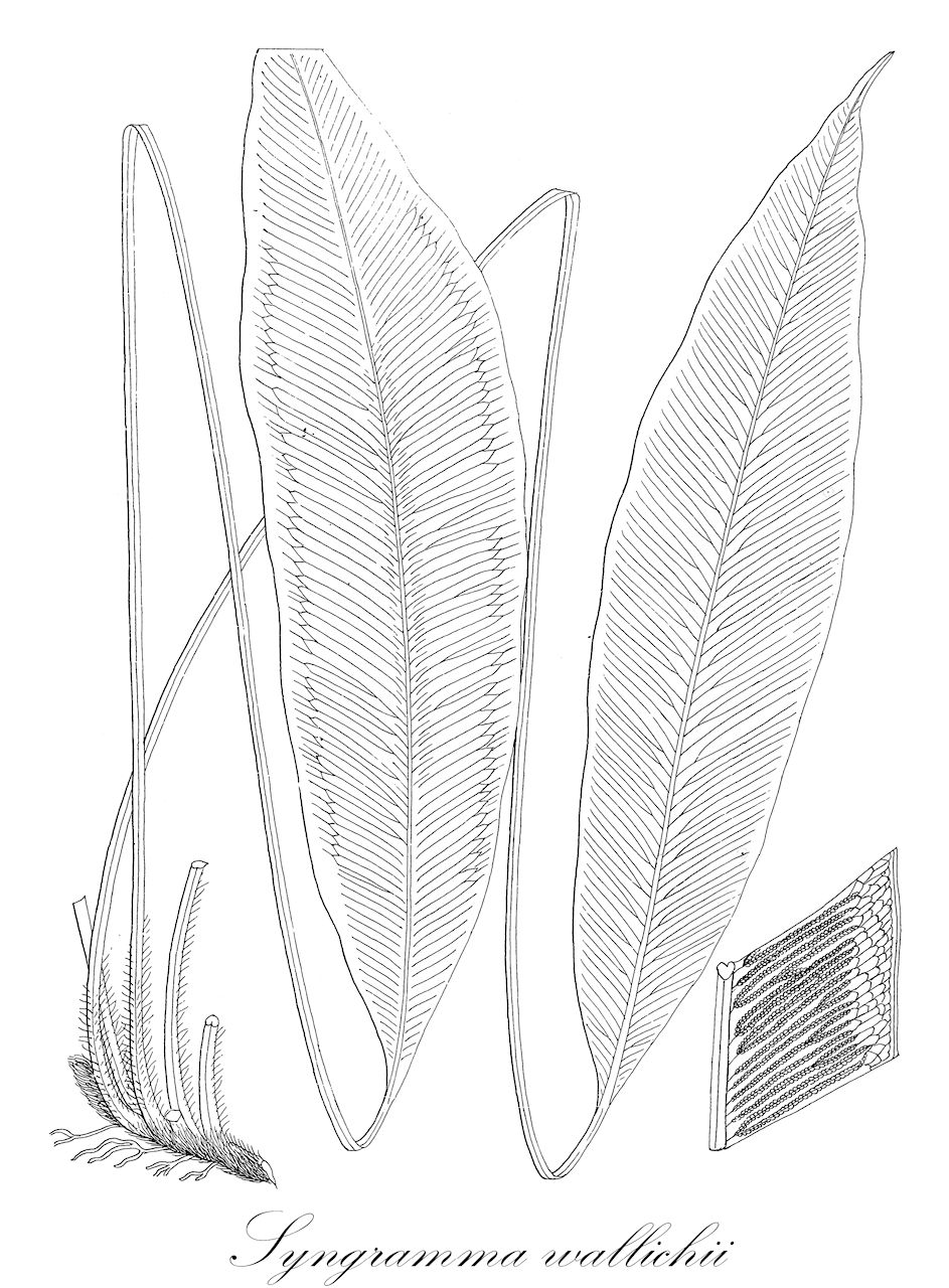 Syngramma wallichii - Pteridaceae,Plantae,Pteridobiotina,Polypodiophyta,Polypodiopsida,Polypodiidae,Polypodiales,Pteridaceae,Pteridoideae,Syngramma,Syngramma wallichii,Asplenium ovatum, Dictyogramme wallichii, Gymnogramma wallichii