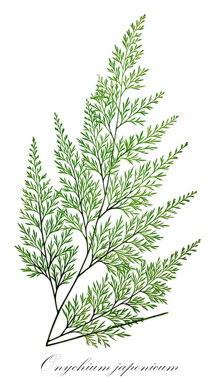 Onychium japonicum - Pteridaceae,Plantae,Pteridobiotina,Polypodiophyta,Polypodiopsida,Polypodiidae,Polypodiales,Pteridaceae,Pteridoideae,Onychium,Onychium japonicum,Asplenium swartzianum, Caenopteris japonica, Cryptogramma japonica, Darea japonica, Onychium carvifolium, Onychium chinense, Onychium japonicum f. echizenense, Onychium japonicum var. japonicum, Pteris japonica, Trichomanes japonicum