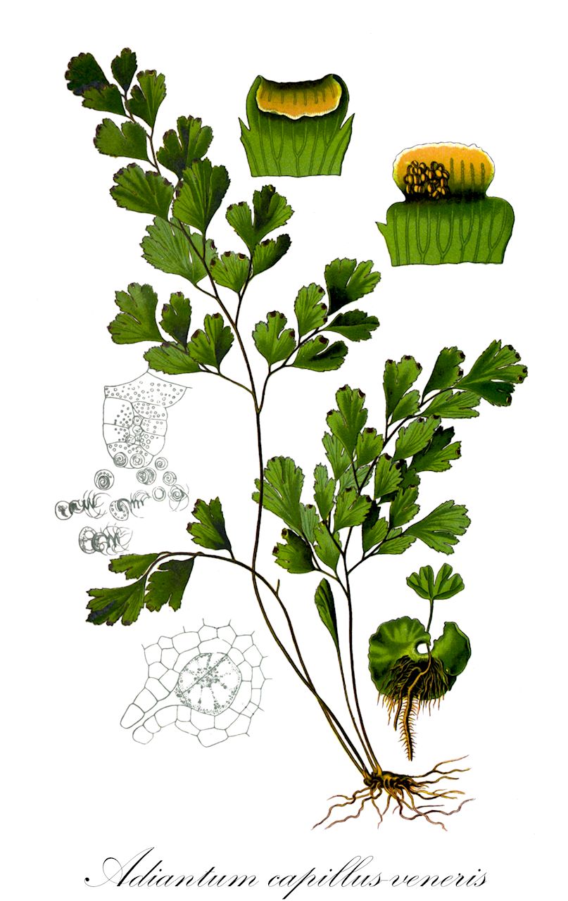 Adiantum capillus-veneris - Pteridaceae,Plantae,Pteridobiotina,Polypodiophyta,Polypodiopsida,Polypodiidae,Polypodiales,Pteridaceae,Vittarioideae,Adiantum,Adiantum capillus-veneris,Adiantum affine, Adiantum africanum, Adiantum capillaceum, Adiantum capillus, Adiantum capillus-veneris f. cristatum, Adiantum capillus-veneris f. fissum, Adiantum capillus-veneris f. rimicola, Adiantum capillus-veneris var. capillus-veneris, Adiantum capillus-veneris var. fissum, Adiantum capillus-veneris var. laciniatum, Adiantum capillus-veneris var. modestum, Adiantum capillus-veneris var. protrusum, Adiantum capillus-veneris var. rimicola, Adiantum capillus-veneris var. trifidum, Adiantum coriandrifolium, Adiantum cuneifolium, Adiantum emarginatum, Adiantum fontanum, Adiantum fumarioides, Adiantum lingii, Adiantum maderense, Adiantum marginatum, Adiantum michelii, Adiantum modestum, Adiantum moritzianum, Adiantum paradiseae, Adiantum pseudocapillus, Adiantum remyanum, Adiantum repandum, Adiantum rimicola, Adiantum schaffneri, Adiantum subemarginatum, Adiantum trifidum, Adiantum visianii,Frauenhaarfarn;Venushaar;Frauenfarn;maidenhair fern;venus's-hair fern;southern maidenhair;Cheveu de Vénus;capillaire de Montpellier;cheveux de Vénus;capillaire de Vénus;capillaire;adiantum cheveux-de-Vénus;fougère de Montpellier;culantrillo de pozo;cabello de Venus;capilera;arañera;arañuela;sanguinaria;Capelvenere comune;capelvenere;capillare;venushaar;echt venushaar;avenca;avenca-das-fontes;avenca-de-montpellier;capilária;coentro-de-poço;adianto;адиантум венерин волос;венерины волосы;baldırıkara;adiantë;capil·lera;falguerola;falzia vera;venushår;ægte Venushår;niekropień właściwy;niekropień delikatny;hôraishida;ホウライシダ;venerini lasci;buruiană-de-bubă-neagră;pãrul maicii Domnului;părul-fetei;адіантум венерин волос;венерин косъм;венерина влас;sa'arot-shulammit metzuyot;שַׂעֲרוֹת=שׁוּלַמִּית מְצוּיוֹת;garaiska arunta;iturri-belar arrunta;txarranguilla;tiě xiàn jué;铁线蕨