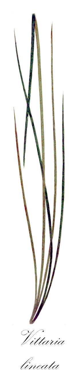 Vittaria lineata - Pteridaceae,Plantae,Pteridobiotina,Polypodiophyta,Polypodiopsida,Polypodiidae,Polypodiales,Pteridaceae,Vittarioideae,Vittaria,Vittaria lineata,Haplopteris lineata, Oetosis lineata, Pteris lineata, Taeniopsis lineata, Vittaria angustifrons, Vittaria costaricensis, Vittaria curvidentata, Vittaria deppeana, Vittaria filiformis, Vittaria pachydictyon, Vittaria schkuhrii, Vittaria setacea,shoestring fern