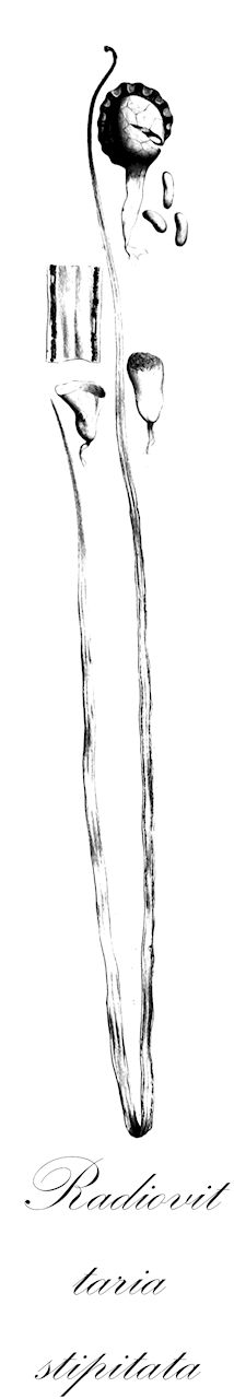 Radiovittaria stipitata - Pteridaceae,Plantae,Pteridobiotina,Polypodiophyta,Polypodiopsida,Polypodiidae,Polypodiales,Pteridaceae,Vittarioideae,Radiovittaria,Radiovittaria stipitata,Oetosis stipitata, Taeniopsis stipitata, Vittaria stipitata