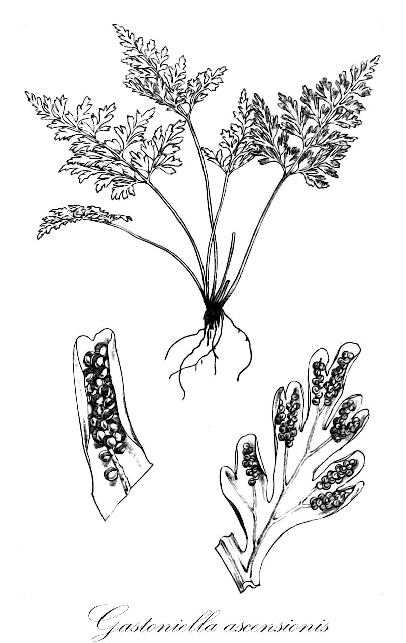 Gastoniella ascensionis - Pteridaceae,Plantae,Pteridobiotina,Polypodiophyta,Polypodiopsida,Polypodiidae,Polypodiales,Pteridaceae,Pteridoideae,Gastoniella,Gastoniella ascensionis,Anogramma ascensionis, Grammitis ascensionis, Gymnogramma ascensionis, Pityrogramma ascensionis