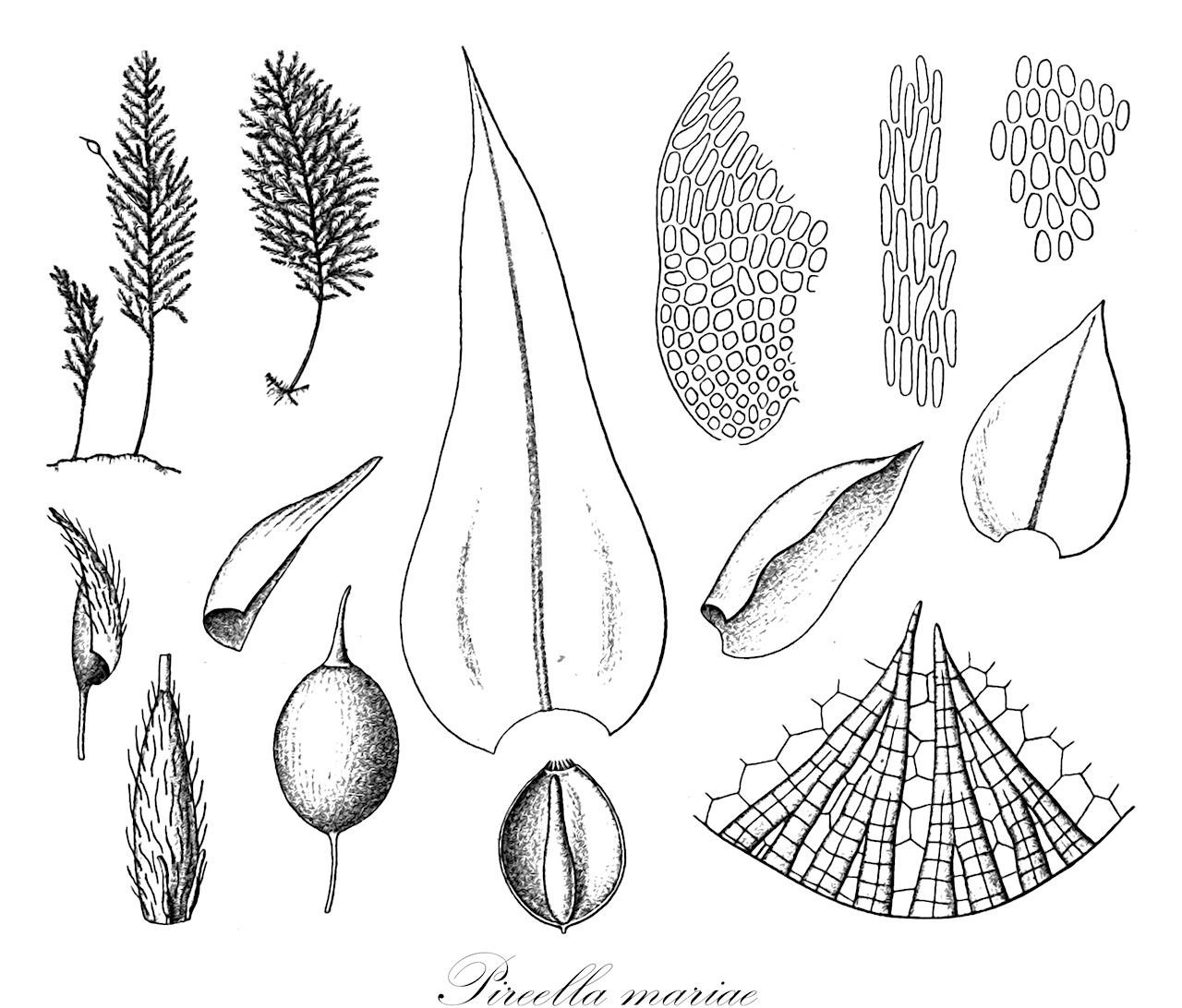 Pireella mariae - Pterobryaceae,Plantae,Bryobiotina,Bryophyta,Bryopsida,Bryidae,Hypnanae,Hypnales,Pterobryaceae,Pireella,Pireella mariae,Pirea mariae
