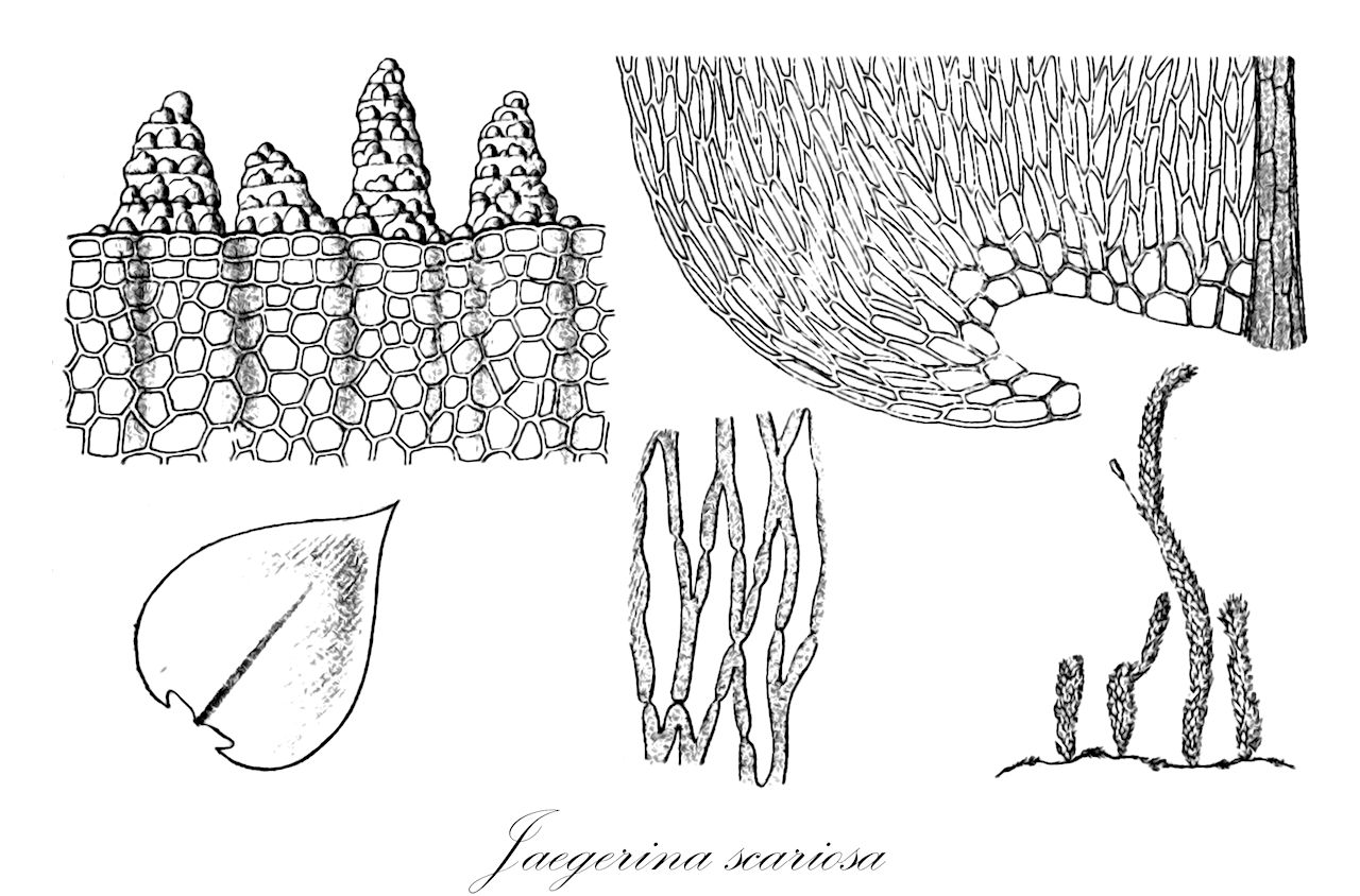 Jaegerina scariosa - Pterobryaceae,Plantae,Bryobiotina,Bryophyta,Bryopsida,Bryidae,Hypnanae,Hypnales,Pterobryaceae,Jaegerina,Jaegerina scariosa,Cyrtopus cameruniae, Garovaglia scariosa, Garovaglia ulei, Jaegerina brevicuspis, Jaegerina brevicuspis var. latifolia, Jaegerina cameruniae, Jaegerinopsis brasiliensis, Jaegerinopsis cameruniae, Jaegerinopsis scariosa, Jaegerinopsis squarrosa, Jaegerinopsis ulei, Meteorium scariosum, Pilotrichum scariosum, Pterobryopsis scariosa, Pterobryopsis simplex, Pterobryopsis ulei