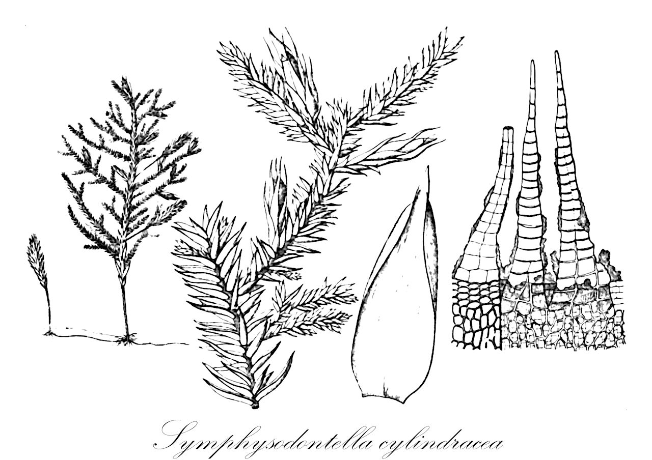 Symphysodontella cylindracea - Pterobryaceae,Plantae,Bryobiotina,Bryophyta,Bryopsida,Bryidae,Hypnanae,Hypnales,Pterobryaceae,Symphysodontella,Symphysodontella cylindracea,Neckera cylindracea, Pilotrichum cylindraceum, Pilotrichum rugicalyx, Pterobryon cylindraceum, Pterobryon rugicalyx, Symphyodon novae-caledoniae, Symphysodon cylindraceus, Symphysodon novae-caledoniae, Symphysodon rugicalyx, Symphysodontella cylindracea var. attenuata