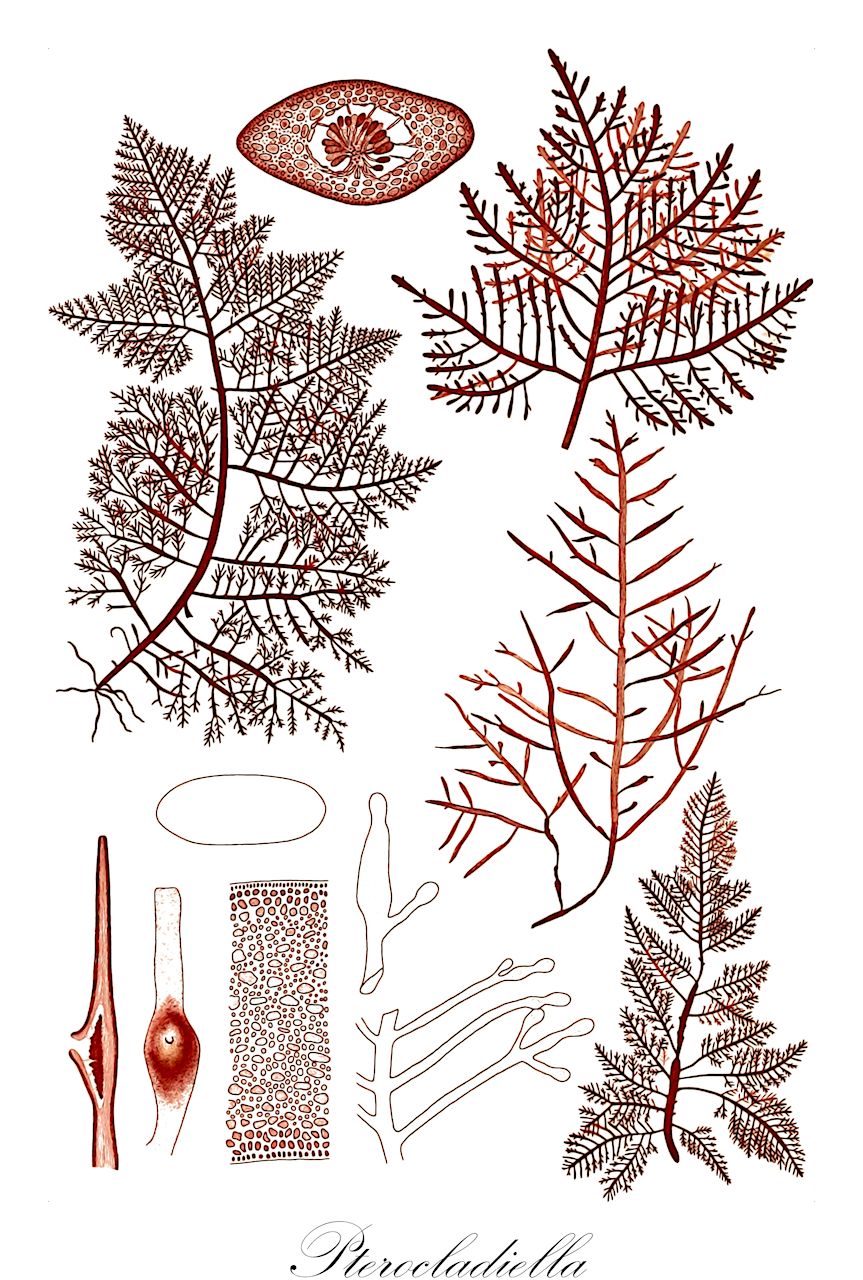 Pterocladiella - Orchidaceae,Biota,Plantae,Rhodophyta,Eurhodophytina,Florideophyceae,Gelidiales,Pterocladiaceae,Pterocladiella,Teloedema