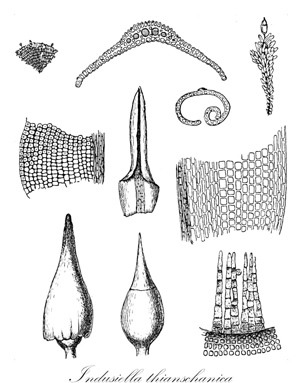 Indusiella thianschanica - Ptychomitriaceae,Plantae,Bryobiotina,Bryophyta,Bryopsida,Dicranidae,Grimmiales,Ptychomitriaceae,Indusiella,Indusiella thianschanica,Indusiella andersonii
