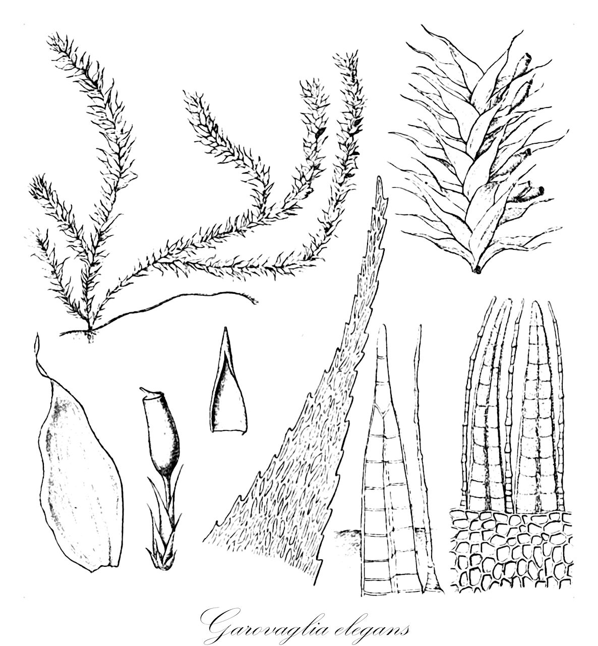 Garovaglia elegans - Ptychomniaceae,Plantae,Bryobiotina,Bryophyta,Bryopsida,Bryidae,Hypnanae,Ptychomniales,Ptychomniaceae,Garovaglia,Garovaglia elegans,Endotrichella arfakiana, Endotrichella campbelliana, Endotrichella elegans, Endotrichella elegans var. brevicuspis, Endotrichella fauriei, Endotrichella fauriei var. turgida, Endotrichella fragarioides, Endotrichella gracilescens, Endotrichella kaernbachii, Endotrichella moluccensis, Endotrichella novae-hannoverae, Endotrichella poilaneana, Endotrichella pulchra, Endotrichella samoana, Endotrichella secunda, Endotrichella serricuspis, Endotrichella spinosa, Endotrichella wallisii, Endotrichum carinatum, Endotrichum elegans, Esenbeckia elegans, Garovaglia carinata, Garovaglia fauriei, Garovaglia formosica, Garovaglia moluccensis, Garovaglia samoana, Pilotrichum elegans
