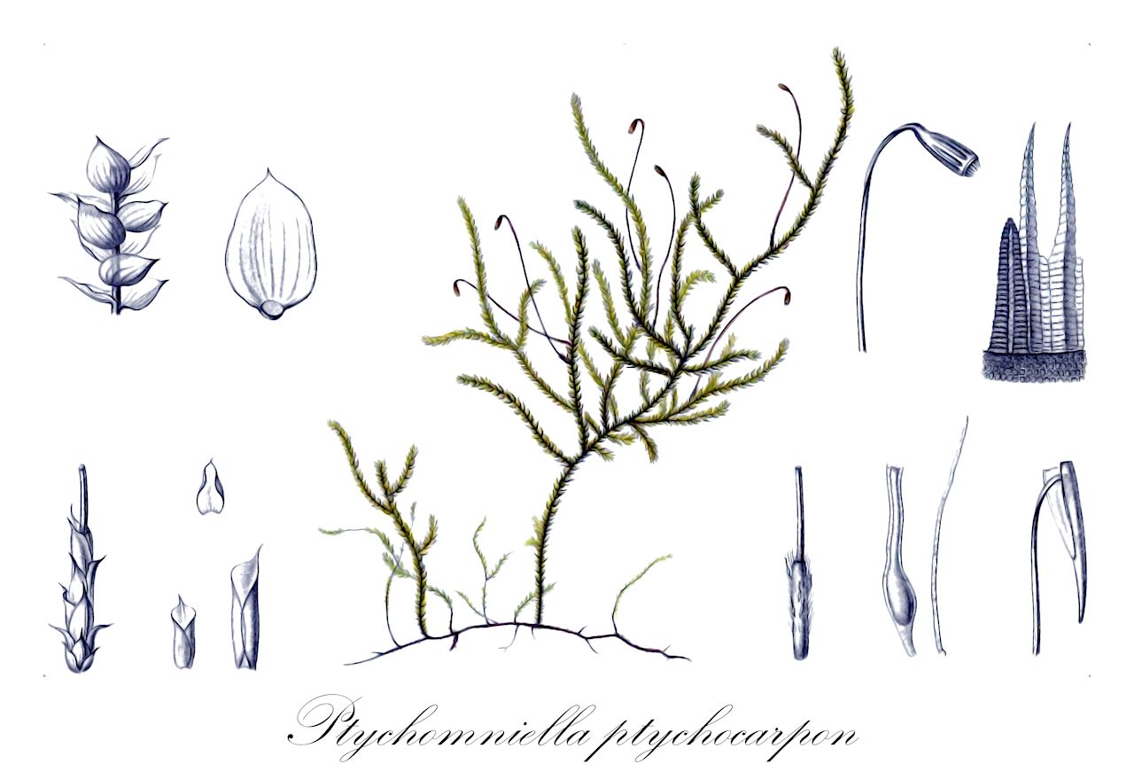 Ptychomniella ptychocarpon - Ptychomniaceae,Plantae,Bryobiotina,Bryophyta,Bryopsida,Bryidae,Hypnanae,Ptychomniales,Ptychomniaceae,Ptychomniella,Ptychomniella ptychocarpon,Hypnum gayanum, Hypnum ptychocarpon, Leskea gayana, Meteorium striatum, Ptychomnion ptychocarpon, Stereodon ptychocarpon