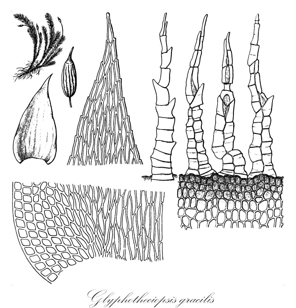 Glyphotheciopsis gracilis - Ptychomniaceae,Plantae,Bryobiotina,Bryophyta,Bryopsida,Bryidae,Hypnanae,Ptychomniales,Ptychomniaceae,Glyphotheciopsis,Glyphotheciopsis gracilis,Cladomnion gracile, Glyphothecium gracile, Glyphothecium gracile var. nanum, Glyptothecium gracile, Leskea distans, Leucodon gracilis, Neckera poeppigiana