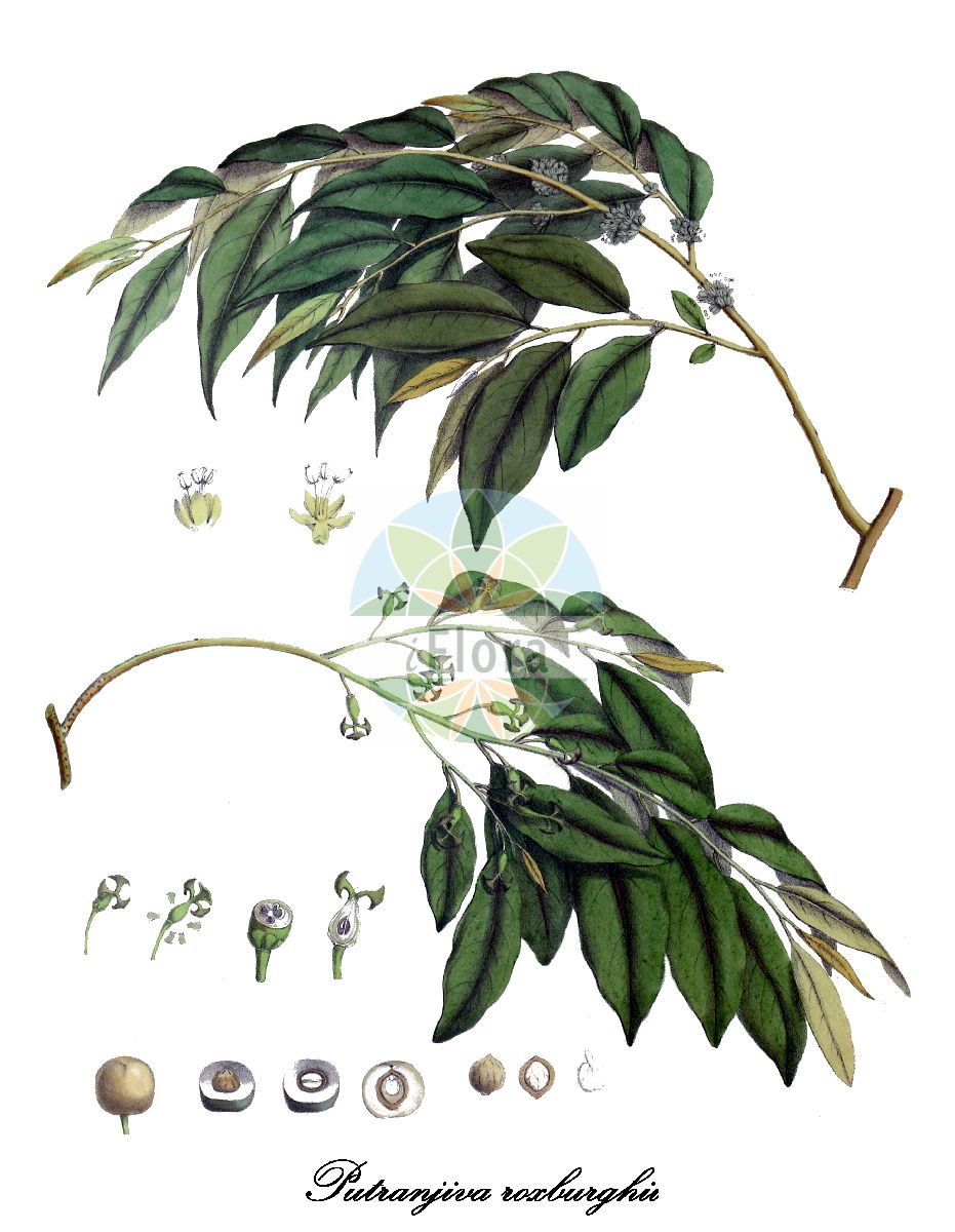 Putranjiva roxburghii - Putranjivaceae,Plantae,Pteridobiotina,Angiosperms,Malpighiales,Putranjivaceae,Putranjiva,Putranjiva roxburghii,Cyclostemon racemosus, Cyclostemon teysmannii var. timorensis, Drypetes roxburghii, Drypetes roxburghii var. timorensis, Drypetes timorensis, Nageia putranjiva, Putranjiva amblyocarpa, Putranjiva sphaerocarpa, Pycnosandra timorensis