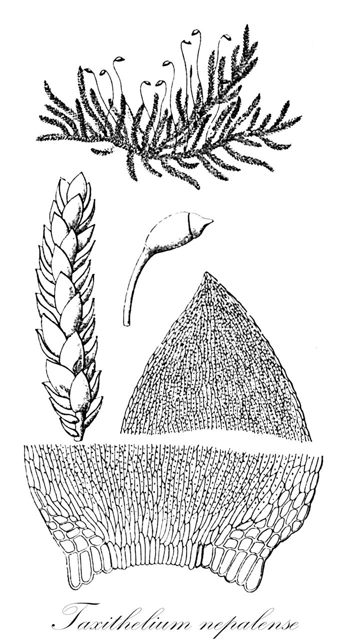 Taxithelium nepalense - Pylaisiadelphaceae,Plantae,Bryobiotina,Bryophyta,Bryopsida,Bryidae,Hypnanae,Hypnales,Pylaisiadelphaceae,Taxithelium,Taxithelium nepalense,Hypnum nepalense, Hypnum punctulatum, Hypnum selenithecium, Hypnum turgidellum, Stereodon nepalensis, Stereodon punctulatus, Taxithelium diaphanum, Taxithelium glaucophyllum, Taxithelium laetum, Taxithelium planulum, Taxithelium selenithecium, Taxithelium trachaelophyllum, Taxithelium turgidellum, Trichosteleum diaphanum, Trichosteleum laetum, Trichosteleum nepalense, Trichosteleum punctulatum, Trichosteleum selenithecium, Trichosteleum turgidellum