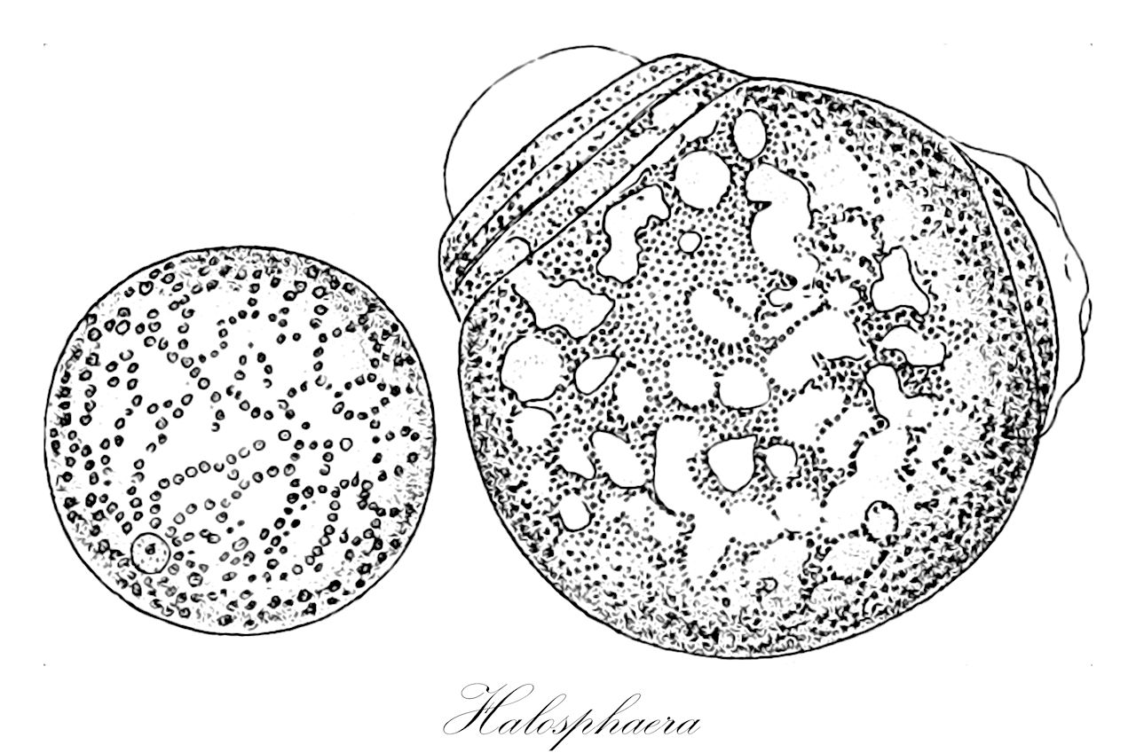 Halosphaera - Chlorophyta,Biota,Plantae,Chlorophyta,Prasinophytina,Pyramimonadophyceae,Pyramimonadales,Pyramimonadaceae,Halosphaera