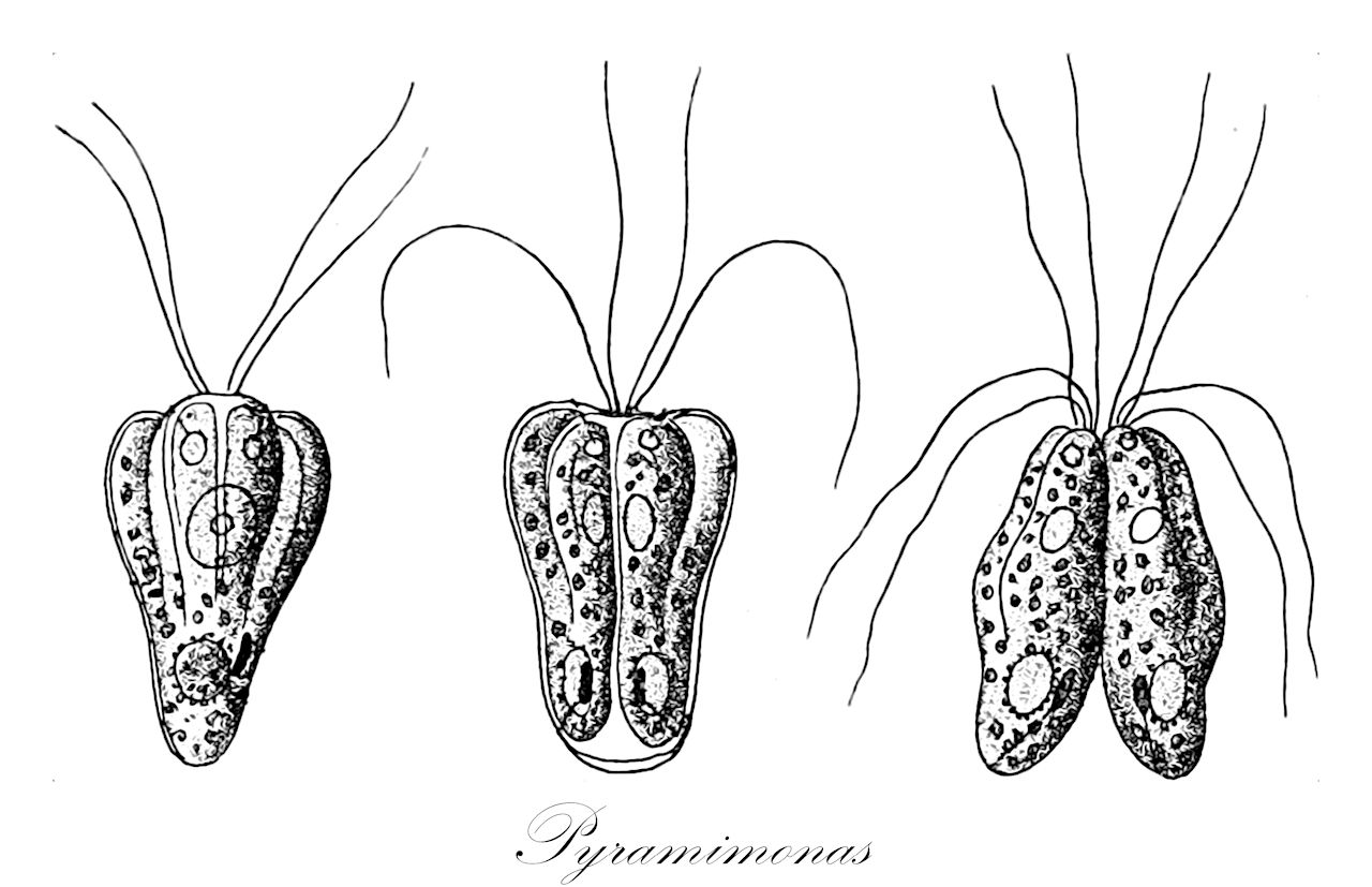 Pyramimonas - Chlorophyta,Biota,Plantae,Chlorophyta,Prasinophytina,Pyramimonadophyceae,Pyramimonadales,Pyramimonadaceae,Pyramimonas,Hexactis, Punctatae, Pyramimonas, Vestigifera