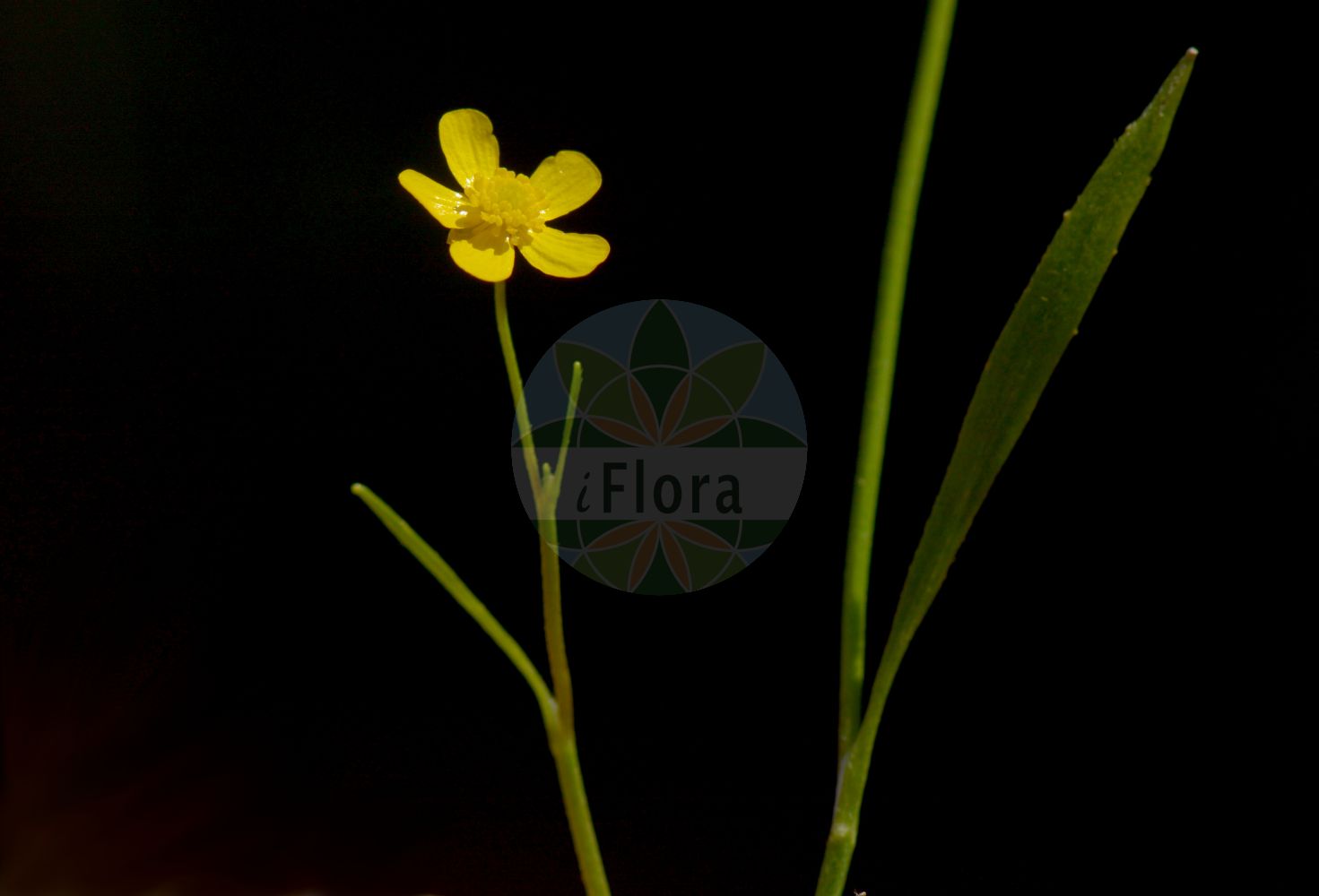 Ranunculus flammula - Ranunculaceae,Plantae,Pteridobiotina,Angiosperms,Ranunculales,Ranunculaceae,Ranunculus,Ranunculus flammula,Flammula ranunculus, Ranunculus caespititius, Ranunculus flammula f. pilosa, Ranunculus flammula var. angustifolius, Ranunculus flammula var. flammula, Ranunculus flammula var. samolifolius, Ranunculus flammula var. strigulosus, Ranunculus flammula var. unalaschensis, Ranunculus flammula var. varians, Ranunculus idionanthus, Ranunculus samolifolius, Ranunculus telonensis,Brennender Hahnenfuß;Gewöhnlicher Brennender Hahnenfuß;Ufer-Hahnenfuß;Kleiner Sumpf-Hahnenfuß;lesser spearwort;spearwort;greater creeping spearwort;mississippi buttercup;Petite douve;Renoncule flammette;flamminette;flammule;petite flamme;flámula;hierba de la flámula;Ranuncolo delle passere;fiamma;egel-boterbloem;egelboterbloem;ranunculo-inflamatorio;ranúnculo-flámula;ranúnculo-inflámatorio;лютик жгучий;лютик-прыщенец;прыщенец;kaymak çiçeği;zhabina flakë;zhabinë;mataanyells;močvarni žabnjak;ält-ranunkel;ältranunkel;kær-ranunkel;jaskier płomieńczyk;jaskier płomiennik;žgoča zlatnica;békaboglárka;pryskyřník plamének;iskerník plamenný;жовтець вогнистий;огненоцветно лютиче;sootulikas;rāvas gundega;grøftesoleie;ojaleinikki;брадавичњак;dedervinis vėdrynas