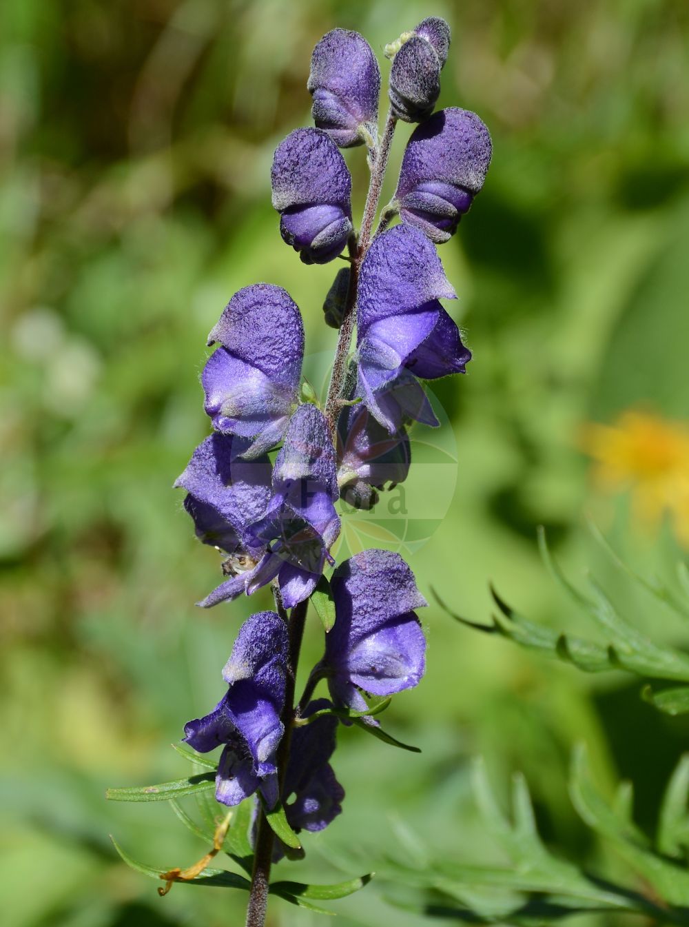 Aconitum variegatum - Ranunculaceae,Plantae,Pteridobiotina,Angiosperms,Ranunculales,Ranunculaceae,Aconitum,Aconitum variegatum,Aconitum album, Aconitum alpinum, Aconitum altigaleatum, Aconitum bernhardianum, Aconitum bulbiferum, Aconitum cammarum, Aconitum cammarum var. cynbulatum, Aconitum cammarum var. gracile, Aconitum cammarum var. judenbergense, Aconitum cammarum var. koscieliskanum, Aconitum cammarum var. tricoronense, Aconitum dominii, Aconitum flexuosum, Aconitum glabrum, Aconitum gracile, Aconitum gracile, Aconitum hamatum, Aconitum humile, Aconitum illinitum, Aconitum italicum, Aconitum judenbergense, Aconitum laciniosum, Aconitum laevigatum, Aconitum leucanthemum, Aconitum luridum, Aconitum macranthum, Aconitum mixtum, Aconitum odontandrum, Aconitum rhynchanthum, Aconitum rostratum, Aconitum variegatum f. albiflorum, Aconitum variegatum f. album, Aconitum variegatum f. angustilobum, Aconitum variegatum f. aquilonare, Aconitum variegatum f. bernhardianum, Aconitum variegatum f. macranthum, Aconitum variegatum f. pallidiflorum, Aconitum variegatum subsp. dominii, Aconitum variegatum subsp. gracile, Aconitum variegatum subsp. judenbergense, Aconitum variegatum subsp. rostratum, Aconitum variegatum var. carniolicum, Aconitum variegatum var. diffusum, Aconitum variegatum var. pilipes, Aconitum variegatum var. pilosiusculum, Aconitum variegatum var. rostratum, Aconitum variegatum var. saxonicum, Aconitum variegatum var. stiriacum, Aconitum variegatum var. tuberosum, Delphinium variegatum,Bunter Eisenhut;Gescheckter Eisenhut;Gewöhnlicher Bunter Eisenhut;Rispen-Eisenhut;Geschnäbelter Scheck-Eisenhut;Gewöhnlicher Scheck-Eisenhut;variegated monkshood;manchurian monkshood;Aconit à bec;Aconit panaché;Aconito screziato;аконит пёстрый;борец пёстрый;šareni jedić;tojad dzióbaty;pisana preobjeda;karcsú sisakvirág;oměj pestrý;oměj různobarvý;nap-lupesc;prilbica pestrá;аконіт зубчастотичинковий;аконіт строкатий;аконіт стрункий;синя самакитка