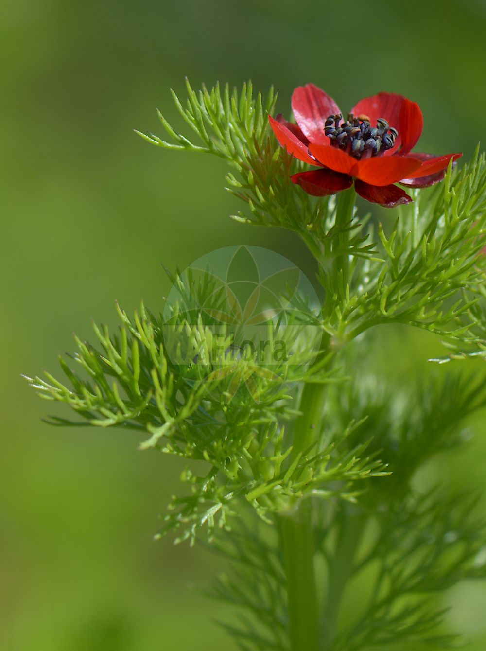 Adonis annua - Ranunculaceae,Plantae,Pteridobiotina,Angiosperms,Ranunculales,Ranunculaceae,Adonis,Adonis annua,Adonis abortiva, Adonis aestivalis, Adonis annua subsp. baetica, Adonis annua subsp. castellana, Adonis annua var. atrorubens, Adonis annua var. castellana, Adonis atrorubens, Adonis atrorubens, Adonis autumnalis, Adonis baetica, Adonis baetica subsp. carinata, Adonis castellana, Adonis erosipetala, Adonis maculata, Adonis perramosa, Adonis phoenicea, Adonis preslii, Cosmarium autumnale