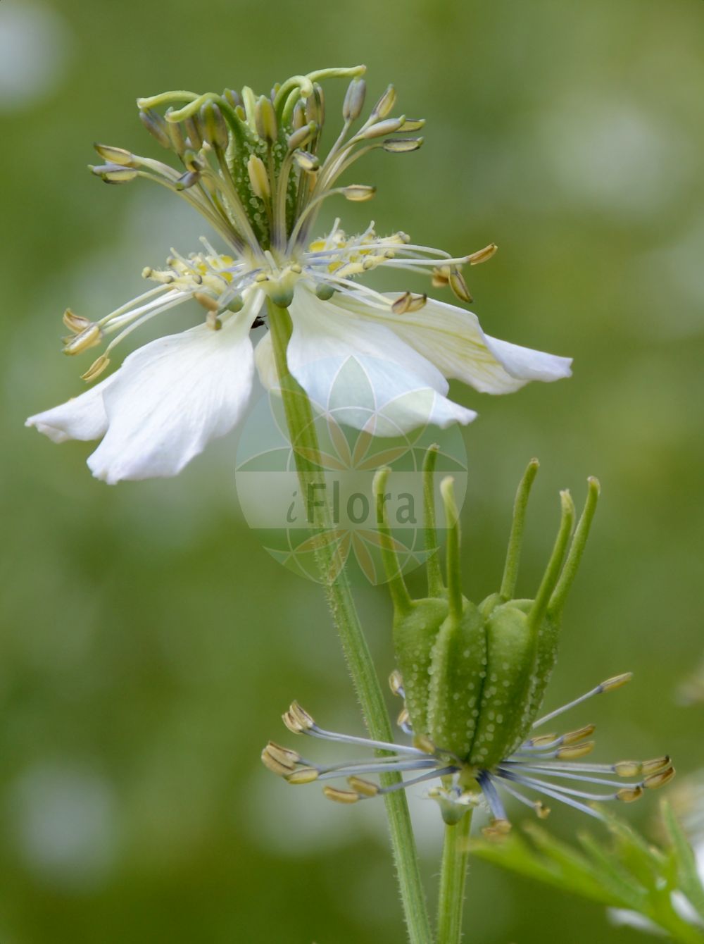 Nigella arvensis - Ranunculaceae,Plantae,Pteridobiotina,Angiosperms,Ranunculales,Ranunculaceae,Nigella,Nigella arvensis,Nigella agrestis, Nigella aspera, Nigella doliata, Nigella foeniculacea, Nigella glauca, Nigella laevis, Nigella latifolia, Nigella tuberculata, Nigella tuberculata var. saronensis,Acker-Schwarzkümmel;nigella;field fennel flower;field nigella;wild fennel-flower;Nigelle des champs;nielle bâtarde;patte d'araignée;estrella de campo;aranuela menor;neguilla;arañuela menor;Damigella campestre;nigella dei campi;fiore di passione;wilde nigelle;barbas-de-velho;damas-entre-verde;чернушка полевая;tarla çörekotu;nigela e arave;nigelë;poljska crnjika;åkerkymmel;åkernigella;mark-nigella;czarnuszka polna;divja črnika;kandilla;vetési katicavirág;černucha rolní;negrușcă;černuška roľná;чорнушка польова;полска челебитка;åkersvartkarve;мачкови бркови;пољска црника;црника;ketzach hassadeh;קֶצַח הַשָּׂדֶה;μαυροκούκι