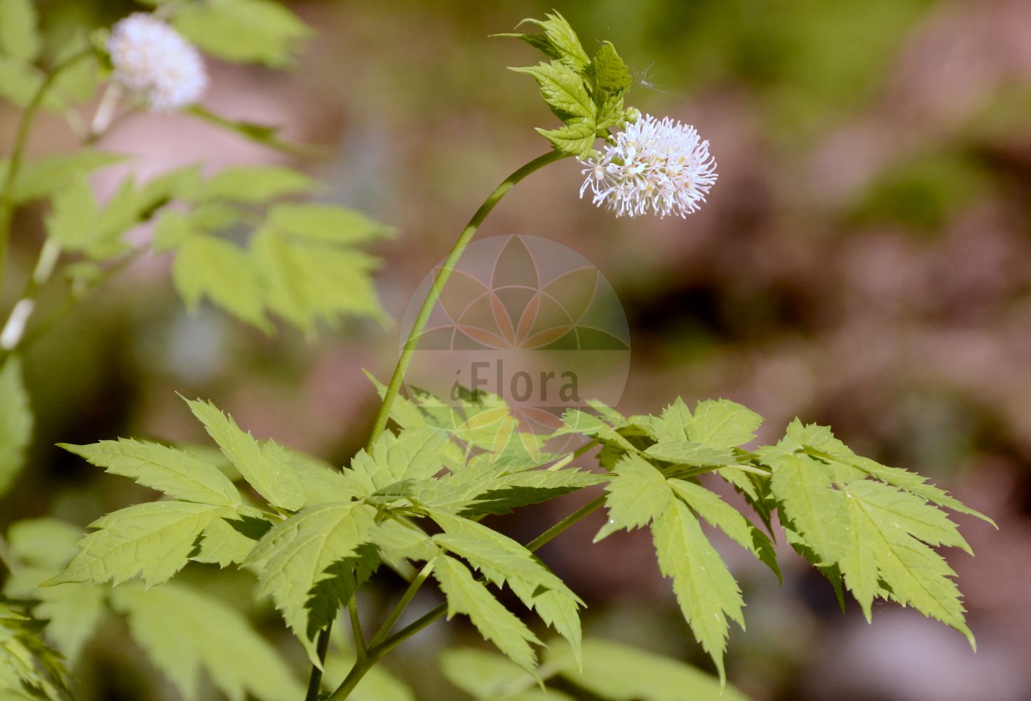 Actaea spicata - Ranunculaceae,Plantae,Pteridobiotina,Angiosperms,Ranunculales,Ranunculaceae,Actaea,Actaea spicata,Actaea corymbosa, Actaea densiflora, Actaea nigra, Actaea spicata var. melanocarpa, Actaea spicata var. nigra, Actaea vulgaris, Christophoriana spicata, Christophoriana vulgaris,Christophskraut;Schwarzfrüchtiges Christophskraut;baneberry;grapewort;herb christopher;spiked baneberry;Actée en épi;Herbe de Saint-Christophe;herbe de Saint Christophe;christophorienne;ellébore noir;herbe aux poux;raisin de loup;hierba cristoforiana;hierba de San Cristóbal;engos;cristobalina;cistoforiana;barba de cabra;cimífuga;cristoforiana;Actea;cristoforiana;actea d'Europa;barba di capra;zwarte giftbes;christoffelkruid;erva-de-são-cristovão;воронец колосистый;воронец колосовидный;domuzüzümü;akté;herba de sant Cristòfol;klasasta habulica;trolldruva;druemunke;czerniec gronkowy;navadna črnoga;békabogyó;samorostlík klasnatý;iarba cristoforului;orbalţ;samorastlík klasnatý;samorastlik klasovitý;воронець колосистий;ресник;salu-siumari;vārpainā krauklene;trollbær;mustakonnanmarja;бели горшчаник;отровница;varpotoji juodžolė