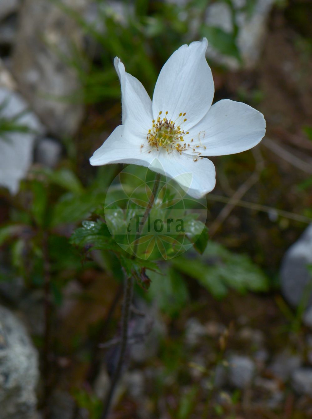 Eriocapitella rupicola - Ranunculaceae,Plantae,Pteridobiotina,Angiosperms,Ranunculales,Ranunculaceae,Eriocapitella,Eriocapitella rupicola,Anemone batangensis, Anemone rupestris, Anemone rupicola, Anemone rupicola subsp. reniformis, Anemone rupicola subsp. sericea, Anemone rupicola var. glabriuscula, Anemone rupicola var. sericea,Felsen-Windröschen