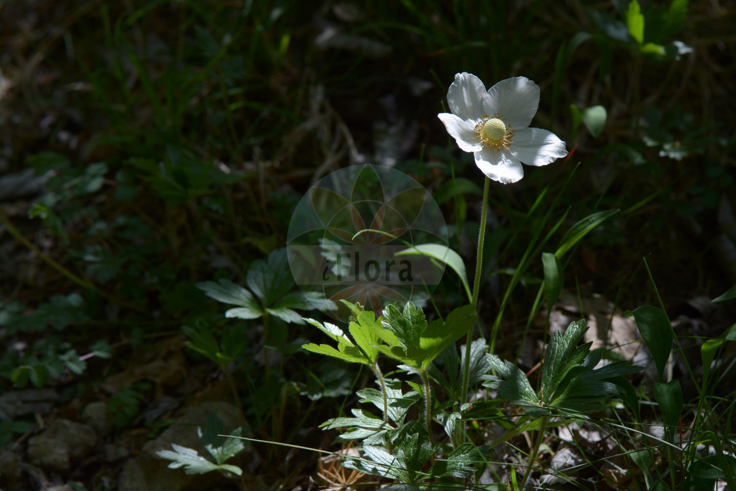 Pulsatilla vulgaris - Ranunculaceae,Plantae,Pteridobiotina,Angiosperms,Ranunculales,Ranunculaceae,Pulsatilla,Pulsatilla vulgaris,Anemone acutipetala, Anemone bogenhardiana, Anemone collina, Anemone grandis, Anemone intermedia, Anemone linnaeana, Anemone pisciensis, Anemone pratensis, Anemone pulsatilla, Anemone pulsatilla f. henryi, Anemone pulsatilla subsp. gotlandica, Anemone punica, Anemone sylvestris, Anemone tenuifolia, Pulsatilla amoena, Pulsatilla aperta, Pulsatilla bogenhardiana, Pulsatilla media, Pulsatilla oenipontana, Pulsatilla propera, Pulsatilla transsilvanica, Pulsatilla ucrainica, Pulsatilla vulgaris subsp. grandis, Pulsatilla vulgaris var. gotlandica,Gewöhnliche Küchenschelle;Gotländische Küchenschelle;Bayerische Küchenschelle;Große Küchenschelle;Gewöhnliche Kuhschelle;Gemeine Kuhschelle;pasqueflower;common pasqueflower;european pasqueflower;Pulsatille commune;pulsatille;fleur de Pâques;coquelourde;herbe au vent;anémone pulsatille;pulsatille vulgaire;Pulsatilla comune;pulsatilla;wildemanskruid;прострел обыкновенный;pulsatil·la de prat;backsippa;opret kobjælde;obret kobjælde;sasanka zwyczajna;velikonočnica;nyugati kökörcsin;koniklec německý;koniklec obecný;dediței;poniklec obyčajný;обикновено котенце;stor kubjelle;lännenkylmänkukka;блиједа кучика;велика саса;обична саса;чукундеда