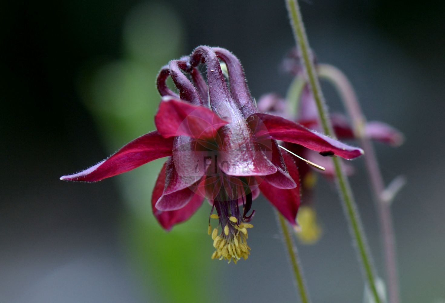 Aquilegia formosa - Ranunculaceae,Plantae,Pteridobiotina,Angiosperms,Ranunculales,Ranunculaceae,Aquilegia,Aquilegia formosa,Aquilegia arctica, Aquilegia californica, Aquilegia californica, Aquilegia canadensis, Aquilegia canadensis f. arctica, Aquilegia canadensis f. truncata, Aquilegia canadensis subsp. formosa, Aquilegia canadensis var. formosa, Aquilegia canadensis var. incarnata, Aquilegia columbiana, Aquilegia emarginata, Aquilegia formosa, Aquilegia formosa f. anomala, Aquilegia formosa f. formosa, Aquilegia formosa f. truncata, Aquilegia formosa subsp. vera, Aquilegia formosa var. arctica, Aquilegia formosa var. communis, Aquilegia formosa var. formosa, Aquilegia formosa var. kamtshatica, Aquilegia formosa var. megalantha, Aquilegia formosa var. pauciflora, Aquilegia formosa var. pauciflora, Aquilegia formosa var. saxicola, Aquilegia formosa var. truncata, Aquilegia formosa var. wawawensis, Aquilegia hookeri, Aquilegia wawawensis,Schöne Akelei
