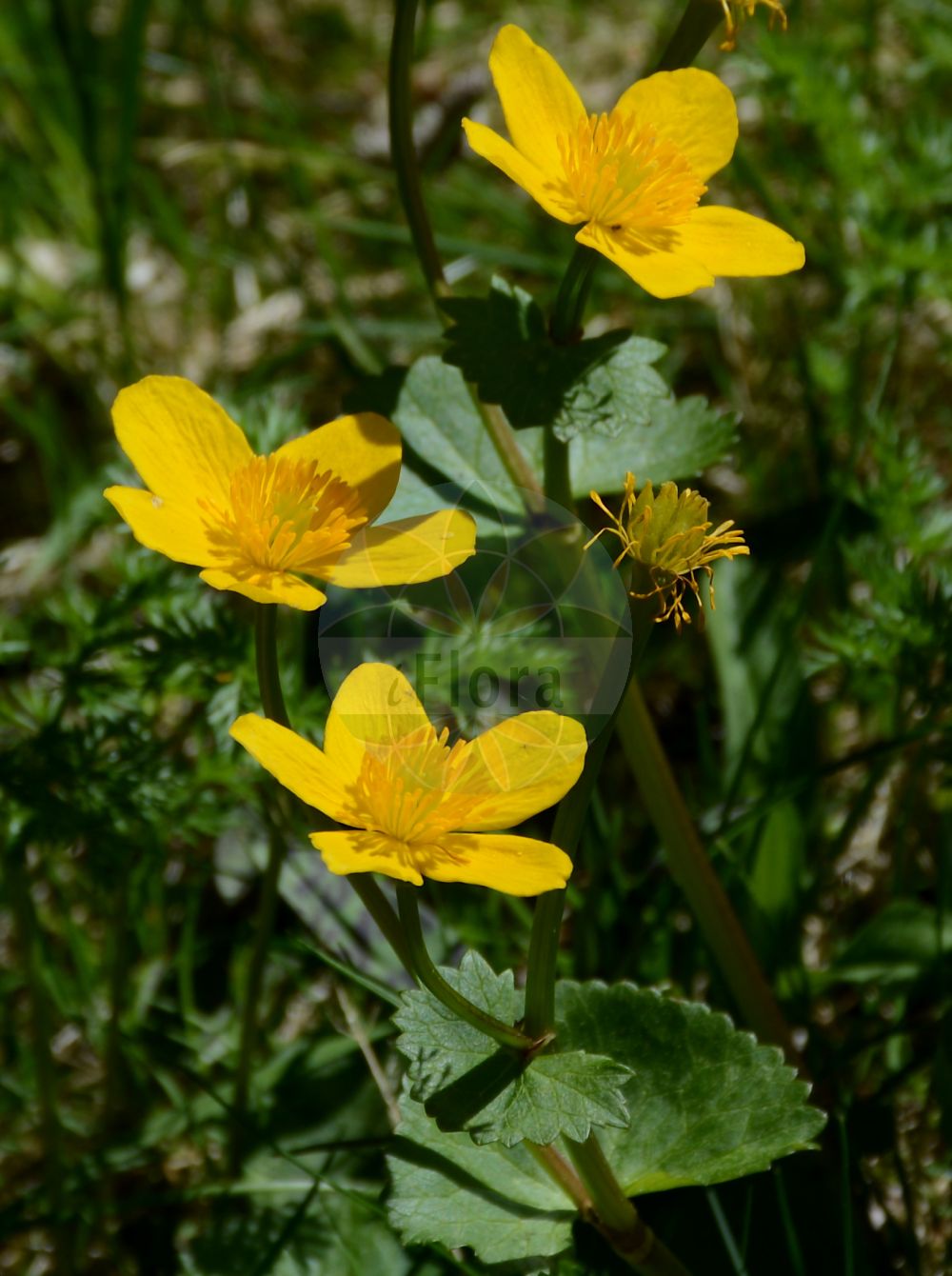 Caltha palustris - Ranunculaceae,Plantae,Pteridobiotina,Angiosperms,Ranunculales,Ranunculaceae,Caltha,Caltha palustris,Caltha alpestris, Caltha alpina, Caltha arctica, Caltha arctica subsp. caespitosa, Caltha arctica subsp. caespitosa, Caltha arctica subsp. membranacea, Caltha arctica subsp. membranacea, Caltha arctica subsp. sibirica, Caltha asarifolia, Caltha caespitosa, Caltha confinis, Caltha cornuta, Caltha coronata, Caltha crenata, Caltha dentata, Caltha elata, Caltha emodorum, Caltha ficarioides, Caltha flabellifolia, Caltha freyniana, Caltha glabra, Caltha gorovii, Caltha grosse-serrata, Caltha guerangerii, Caltha himalayanus, Caltha himalensis, Caltha integerrima, Caltha intermedia, Caltha laeta, Caltha laeta subsp. rostrata, Caltha latifolia, Caltha longirostris, Caltha major, Caltha membranacea, Caltha membranacea var. grandiflora, Caltha minor, Caltha minor subsp. arctica, Caltha napalensis, Caltha natans var. arctica, Caltha natans var. asarifolia, Caltha orthorhyncha, Caltha pallidiflora, Caltha palustris f. arrabonensis, Caltha palustris f. cornuta, Caltha palustris f. czarnohorensis, Caltha palustris f. decumbens, Caltha palustris f. dentata, Caltha palustris f. erecta, Caltha palustris f. gigas, Caltha palustris f. integerrima, Caltha palustris f. minor, Caltha palustris f. orthocarpa, Caltha palustris f. platycarpa, Caltha palustris f. plena, Caltha palustris f. plurisepala, Caltha palustris f. pratensis, Caltha palustris f. radicans, Caltha palustris f. retyzatensis, Caltha palustris f. simonkaiana, Caltha palustris f. transsilvanica, Caltha palustris f. ucrainica, Caltha palustris f. vulgaris, Caltha palustris subsp. araneosa, Caltha palustris subsp. arctica, Caltha palustris subsp. asarifolia, Caltha palustris subsp. membranacea, Caltha palustris subsp. minor, Caltha palustris subsp. nymphiifolia, Caltha palustris subsp. palustris, Caltha palustris subsp. polysepala, Caltha palustris subsp. radicans, Caltha palustris subsp. renifolia, Caltha palustris subsp. sibirica, Caltha palustris subsp. thracica, Caltha palustris subsp. violacea, Caltha palustris var. acutiserrata, Caltha palustris var. aleutensis, Caltha palustris var. alpestris, Caltha palustris var. alpina, Caltha palustris var. araneosa, Caltha palustris var. arctica, Caltha palustris var. asarifolia, Caltha palustris var. asarifolia, Caltha palustris var. borbasii, Caltha palustris var. bosnica, Caltha palustris var. cornuta, Caltha palustris var. dentata, Caltha palustris var. enkoso, Caltha palustris var. flabellifolia, Caltha palustris var. himalensis, Caltha palustris var. integerrima, Caltha palustris var. laeta, Caltha palustris var. latifolia, Caltha palustris var. major, Caltha palustris var. minima, Caltha palustris var. minor, Caltha palustris var. nipponica, Caltha palustris var. orbicularis, Caltha palustris var. orientalisinensis, Caltha palustris var. palustris, Caltha palustris var. parnassifolia, Caltha palustris var. polypetala, Caltha palustris var. polysepala, Caltha palustris var. radicans, Caltha palustris var. radicans, Caltha palustris var. sibirica, Caltha palustris var. stagnalis, Caltha palustris var. vulgaris, Caltha palustris var. zetlandica, Caltha paniculata, Caltha parnassifolia, Caltha polypetala, Caltha polypetala var. colchica, Caltha polypetala var. orthoryncha, Caltha populago, Caltha procumbens, Caltha pumila, Caltha pygmaea, Caltha radicans, Caltha ranunculoides, Caltha riparia, Caltha rostrata, Caltha serotina, Caltha sibirica, Caltha sibirica, Caltha silvestris, Caltha stagnalis, Caltha thracica, Caltha ucrainica, Caltha violacea, Caltha vulgaris, Caltha vulgaris, Caltha zetlandica, Populago palustris,Sumpf-Dotterblume;Sumpfdotterblume;Gewöhnliche Sumpf-Dotterblume;marsh-marigold;cowslip;cowflock;kingcup;buttercup;populage des marais;soucis d'eau;cow's-lip;may blobs;mollyblobs;yellow marsh marigold;Populage;populage des marais;souci d'eau;caltha des marais;chaudière d'enfer;cocue;gannille;grand bassin;pacoteure;populage des marais blanc;sarbouillotte;souci d'eau blanc;souci des marais;hierba centella;calta;Calta palustre;farfarugine;dotterbloem;gewone dotterbloem;malmequer-dos-brejos;calta;калужница болотная;калужница дудчатая;калужница перепончатая;lilpar;lëpushtër;lëpushtra e kënetës;calta;močvarna kaljužnica;kabbleka;vanlig kabbleka;kabbeleje;kaczyniec;knieć błotna;knieć górska;ezo-no-ryû-kinka;ryû-kinka;エゾノリュウキンカ;リュウキンカ;navadna kalužnica;mocsári gólyahír;blatouch bahenní;calcea calului;záružlie močiarne;калюжниця болотна;калюжниця приємна;калюжниця рогата;алпийски блатняк;дребен блатняк;кичест блатняк;обикновен блатник;обикновен блатняк;рогат блатняк;светъл блатняк;harilik varsakabi;konnakapsas;purva purene;soleihov;vanlig soleihov;rentukka;hófsóley;велики жути жабљак;жутеница;копитац;црвени биберац;pelkinė puriena;κάλθα;kōng jīng lǘ tí cǎo;mó yè lǘ tí cǎo;空茎驴蹄草;膜叶驴蹄草