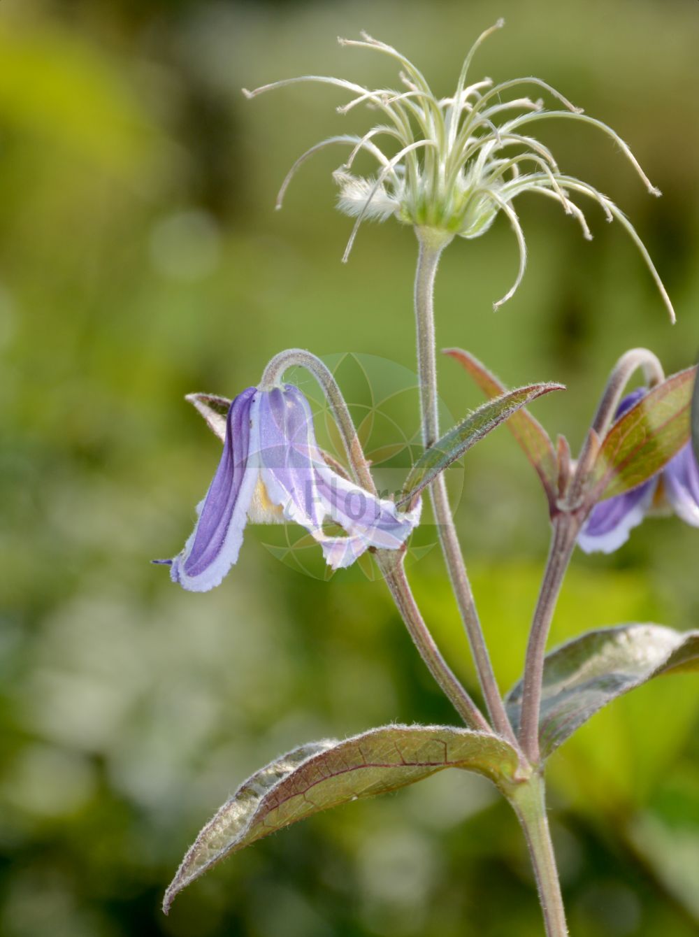 Clematis integrifolia - Ranunculaceae,Plantae,Pteridobiotina,Angiosperms,Ranunculales,Ranunculaceae,Clematis,Clematis integrifolia,Anemone integrifolia, Clematis elongata, Clematis inclinata, Clematis integrifolia subvar. cylindrica, Clematis integrifolia var. heterophylla, Clematis integrifolia var. subglabra, Clematis integrifolia var. tomentosa, Clematis nutans, Clematitis integrifolia, Coriflora integrifolia, Valvaria integrifolia,Ganzblättrige Waldrebe;clématite à feuilles entières;clematide a foglie intere;клематис цельнолистный;княжик цельнолистный;ломонос цельнолистный;kulpër;cjelolisna pavitina;helbladig klematis;celolistni srobot;réti iszalag;plamének celolistý;clocoţei;plamienok celistvolistý;plamienok celolistý;ломиніс цілолистий;целолистен повет;kellokärhö;лом;плаветан марковац;пољска кандилка