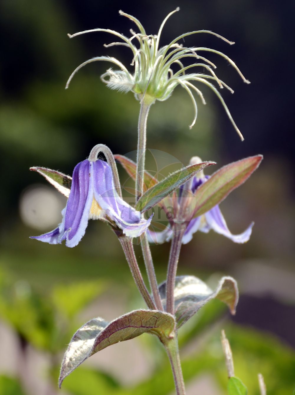Clematis integrifolia - Ranunculaceae,Plantae,Pteridobiotina,Angiosperms,Ranunculales,Ranunculaceae,Clematis,Clematis integrifolia,Anemone integrifolia, Clematis elongata, Clematis inclinata, Clematis integrifolia subvar. cylindrica, Clematis integrifolia var. heterophylla, Clematis integrifolia var. subglabra, Clematis integrifolia var. tomentosa, Clematis nutans, Clematitis integrifolia, Coriflora integrifolia, Valvaria integrifolia,Ganzblättrige Waldrebe;clématite à feuilles entières;clematide a foglie intere;клематис цельнолистный;княжик цельнолистный;ломонос цельнолистный;kulpër;cjelolisna pavitina;helbladig klematis;celolistni srobot;réti iszalag;plamének celolistý;clocoţei;plamienok celistvolistý;plamienok celolistý;ломиніс цілолистий;целолистен повет;kellokärhö;лом;плаветан марковац;пољска кандилка