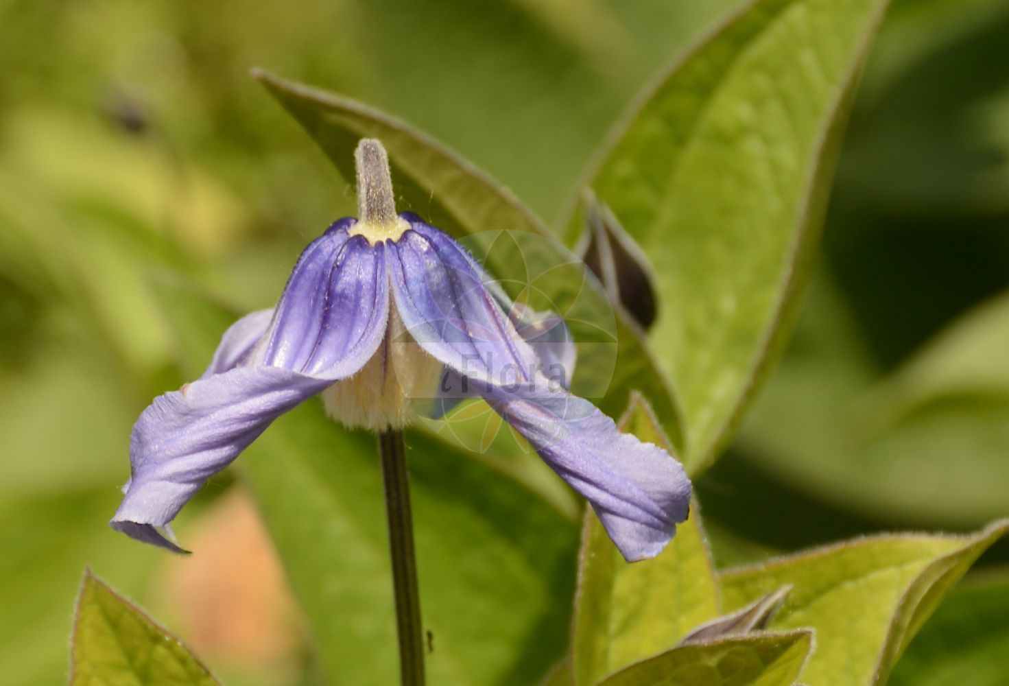 Clematis integrifolia - Ranunculaceae,Plantae,Pteridobiotina,Angiosperms,Ranunculales,Ranunculaceae,Clematis,Clematis integrifolia,Anemone integrifolia, Clematis elongata, Clematis inclinata, Clematis integrifolia subvar. cylindrica, Clematis integrifolia var. heterophylla, Clematis integrifolia var. subglabra, Clematis integrifolia var. tomentosa, Clematis nutans, Clematitis integrifolia, Coriflora integrifolia, Valvaria integrifolia,Ganzblättrige Waldrebe;clématite à feuilles entières;clematide a foglie intere;клематис цельнолистный;княжик цельнолистный;ломонос цельнолистный;kulpër;cjelolisna pavitina;helbladig klematis;celolistni srobot;réti iszalag;plamének celolistý;clocoţei;plamienok celistvolistý;plamienok celolistý;ломиніс цілолистий;целолистен повет;kellokärhö;лом;плаветан марковац;пољска кандилка