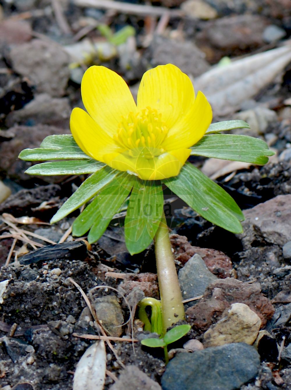 Eranthis hyemalis - Ranunculaceae,Plantae,Pteridobiotina,Angiosperms,Ranunculales,Ranunculaceae,Eranthis,Eranthis hyemalis,Cammarum hyemale, Cammarum hyemale, Eranthis bulgarica, Eranthis hyemalis var. bulgarica, Eranthis tubergenii, Helleborus hyemalis, Helleborus involucratus, Helleborus monanthos, Koellea hyemalis, Robertia hiemalis,Winterling;Kleiner Winterling;Südeuropäischer Winterling;Winterstern;winter aconite;winter-aconite;Eranthe d'hiver;hellébore d'hiver;éranthe d'hiver;Piè di gallo;pie di gallo;winter-akoniet;winterakoniet;весенник зимний;весенник зимующий;весенник киликийский;веснянка зимующая;эрантис киликийский;sarıkokulu;rana ozimica;vintergäck;eranthis;rannik zimowy;navadna jarica;téltemető;talovín zimní;talovín zimní;българская ерантис;vinterblom;talventähti;кукуржак;кукурјак;титра