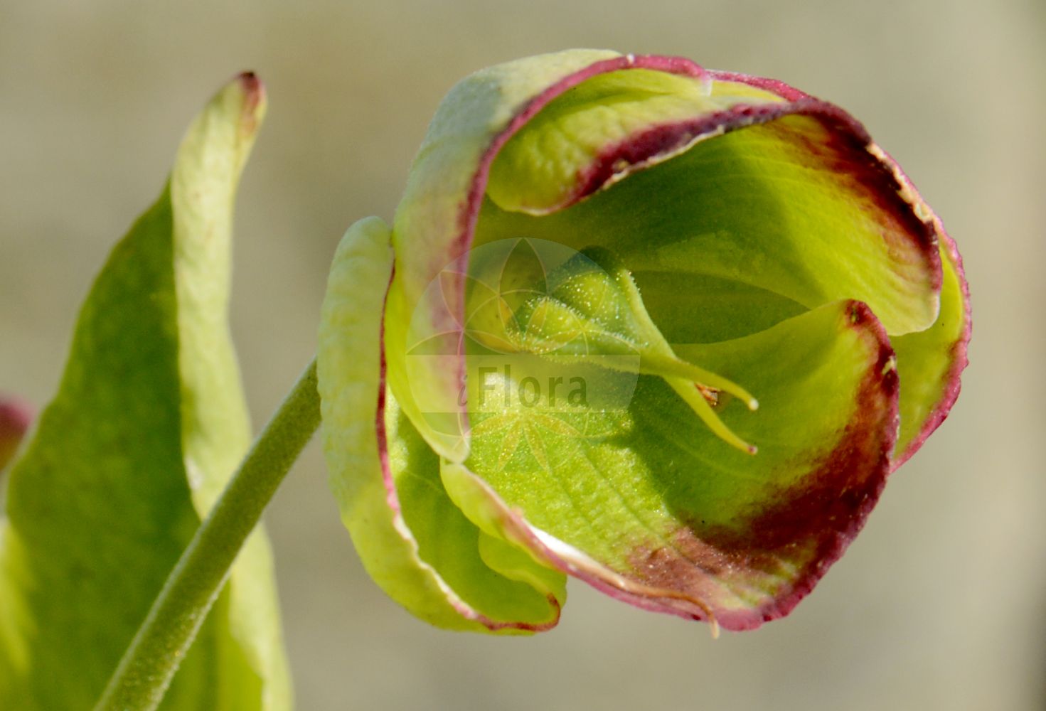 Helleborus foetidus - Ranunculaceae,Plantae,Pteridobiotina,Angiosperms,Ranunculales,Ranunculaceae,Helleborus,Helleborus foetidus,Helleboraster foetidus, Helleborus beugesiacus, Helleborus deflexifolius, Helleborus foetidus subsp. balearicus, Veratrum helleboraster,Stinkende Nieswurz;stinking hellebore;bear's foot;setterwort;Hellébore fétide;pied de griffon;ellébore;ellébore fétide;favalau;herbe à arbi;herbe au fi;herbe aux boeufs;herbe de cru;herbe printanière;marfourée;mords-cheval;pain de couleuvre;parménie;patte d'ours;pommerage;réveil;rose de serpent;eleboro fetido;heleboro fetido;eléboro fétido;heléboro;hierba de ballesteros;hierba del alobadado;hierba llavera;llave del año;pie de grifo;verdegambre fétido;Ellebore puzzolente;elleboro fetido;elabro puzzolente;elleboro puzzolente;stinkend nieskruid;erva-besteira;besteira;erva-dos-besteiros;heléboro-fétido;зимовник вонючий;морозник вонючий;baladre;marxívol;smrdljivi kukurijek;klockjulros;stinkende nyserod;atlanti örökzöld hunyor;čemeřice smrdutá;čemerica smradľavá;stankjulerose;haisujouluruusu
