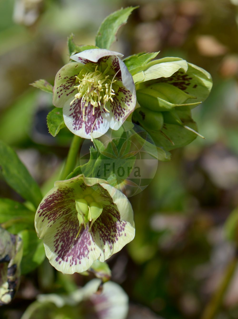 Helleborus orientalis - Ranunculaceae,Plantae,Pteridobiotina,Angiosperms,Ranunculales,Ranunculaceae,Helleborus,Helleborus orientalis,Helleborus abchasicus, Helleborus antiquorum, Helleborus caucasicus, Helleborus guttatus, Helleborus heyderi, Helleborus kochii, Helleborus officinalis, Helleborus olympicus, Helleborus orientalis subsp. abchasicus, Helleborus orientalis subsp. guttatus, Helleborus ponticus,Orientalische Nieswurz;Östliche Nieswurz;lenten-rose;green hellebore;Hellébore oriental;ellébore oriental;Elleboro orientale;морозник восточный;çöpleme;orientalisk julros;ciemiernik wschodni;keleti hunyor;čemeřice východní;čemerica;розов кукуряк