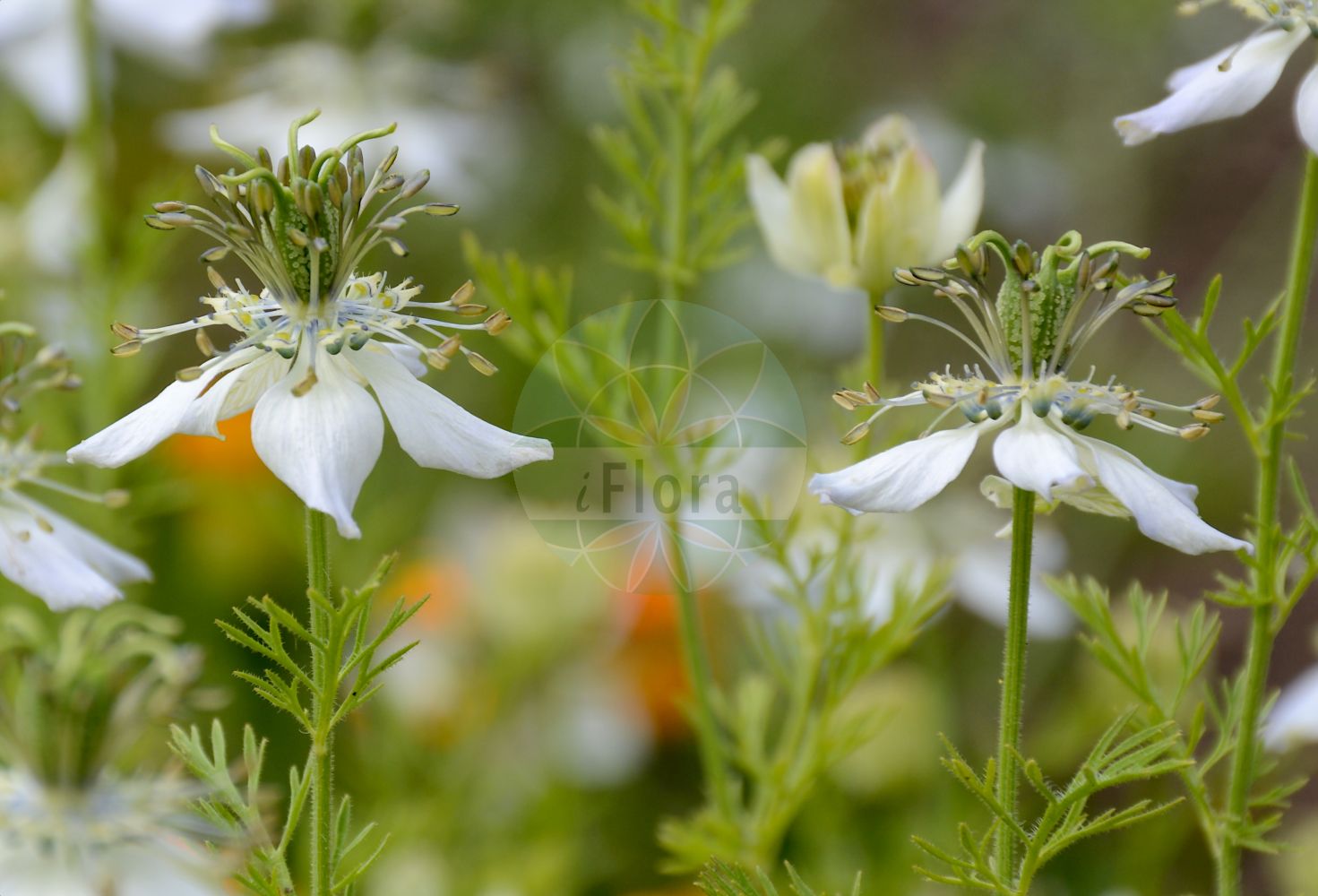Nigella arvensis - Ranunculaceae,Plantae,Pteridobiotina,Angiosperms,Ranunculales,Ranunculaceae,Nigella,Nigella arvensis,Nigella agrestis, Nigella aspera, Nigella doliata, Nigella foeniculacea, Nigella glauca, Nigella laevis, Nigella latifolia, Nigella tuberculata, Nigella tuberculata var. saronensis,Acker-Schwarzkümmel;nigella;field fennel flower;field nigella;wild fennel-flower;Nigelle des champs;nielle bâtarde;patte d'araignée;estrella de campo;aranuela menor;neguilla;arañuela menor;Damigella campestre;nigella dei campi;fiore di passione;wilde nigelle;barbas-de-velho;damas-entre-verde;чернушка полевая;tarla çörekotu;nigela e arave;nigelë;poljska crnjika;åkerkymmel;åkernigella;mark-nigella;czarnuszka polna;divja črnika;kandilla;vetési katicavirág;černucha rolní;negrușcă;černuška roľná;чорнушка польова;полска челебитка;åkersvartkarve;мачкови бркови;пољска црника;црника;ketzach hassadeh;קֶצַח הַשָּׂדֶה;μαυροκούκι