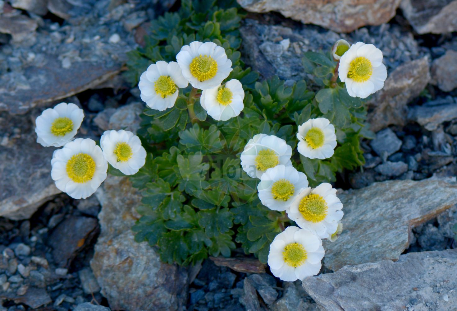 Ranunculus glacialis - Ranunculaceae,Plantae,Pteridobiotina,Angiosperms,Ranunculales,Ranunculaceae,Ranunculus,Ranunculus glacialis,Beckwithia glacialis, Hecatonia glacialis, Oxygraphis gelida, Oxygraphis glacialis, Oxygraphis vulgaris, Ranunculus eriocalyx, Ranunculus glacialis var. crithmifolius, Ranunculus roseus,Gletscher-Hahnenfuß;glacier buttercup;glacier crowfoot;Renoncule des glaciers;ranillo glacial;Ranuncolo glaciale;лютик ледниковый;оксиграфис обыкновенный;ranuncle glacial;isranunkel;is-ranunkel;jaskier lodnikowy;issoleie;jääleinikki;jöklasóley