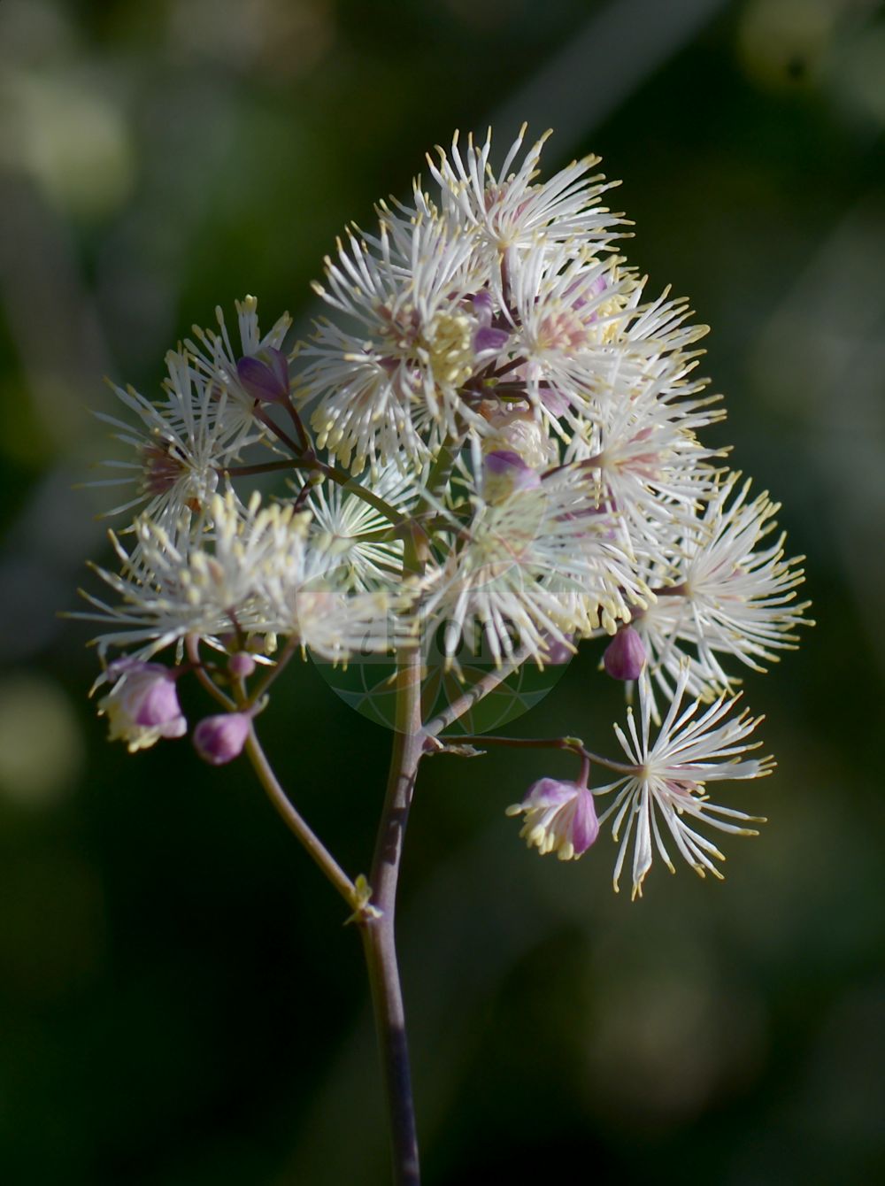 Thalictrum aquilegiifolium - Ranunculaceae,Plantae,Pteridobiotina,Angiosperms,Ranunculales,Ranunculaceae,Thalictrum,Thalictrum aquilegiifolium,Leucocoma canadensis, Thalictrum alatum, Thalictrum atropurpureum, Thalictrum borderi, Thalictrum canadense, Thalictrum cornuti, Thalictrum crossaeum, Thalictrum integratum, Thalictrum juranum, Thalictrum laxiflorum, Thalictrum niveum, Thalictrum obtusilobum, Thalictrum oxyphyllum, Thalictrum platyphyllum, Thalictrum platystemon, Thalictrum pyrrha, Thalictrum tenerifolium, Tripterium aquilegifolium, Tripterium contortum, Tripterium pauciflorum,Akeleiblättrige Wiesenraute;Akelei-Wiesenraute;french meadow-rue;great meadow rue;columbine meadow-rue;greater meadow-rue;Pigamon à feuilles d'ancolie;colombine à plumeau;colombine panachée;colombine plumeuse;rue des bois;ruibarbo de los pobres;talictro grande;Pigamo colombino;pigamo aquilegifolio;akeleiruit;василистник водосборолистный;haseki sedefi;pipanolla me gjethe akilegë;pipanollë;talictre;šumska metiljka;aklejruta;akeleje-frøstjerne;rutewka orlikolistna;karamatsuso;karamatsu-sô;カラマツソウ;vetrovka;erdei borkóró;žluťucha orlíčkolistá;rutișor;žltuška orlíčkovitá;сиња козлачица;рутвиця орликолиста;кандилкодистно обичниче;kurekell-ängelhein;ozolīšu saulkrēsliņš;akeleiefrøstjerne;lehtoängelmä;модра очобајка;очобајка;sinavadlapis vingiris;θάλικτρο