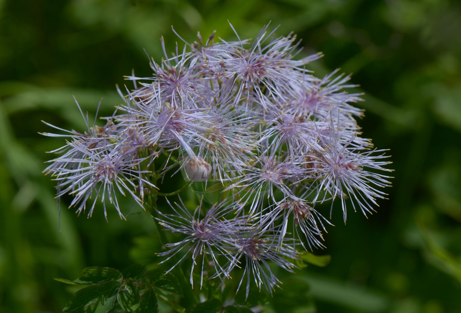 Thalictrum aquilegiifolium - Ranunculaceae,Plantae,Pteridobiotina,Angiosperms,Ranunculales,Ranunculaceae,Thalictrum,Thalictrum aquilegiifolium,Leucocoma canadensis, Thalictrum alatum, Thalictrum atropurpureum, Thalictrum borderi, Thalictrum canadense, Thalictrum cornuti, Thalictrum crossaeum, Thalictrum integratum, Thalictrum juranum, Thalictrum laxiflorum, Thalictrum niveum, Thalictrum obtusilobum, Thalictrum oxyphyllum, Thalictrum platyphyllum, Thalictrum platystemon, Thalictrum pyrrha, Thalictrum tenerifolium, Tripterium aquilegifolium, Tripterium contortum, Tripterium pauciflorum,Akeleiblättrige Wiesenraute;Akelei-Wiesenraute;french meadow-rue;great meadow rue;columbine meadow-rue;greater meadow-rue;Pigamon à feuilles d'ancolie;colombine à plumeau;colombine panachée;colombine plumeuse;rue des bois;ruibarbo de los pobres;talictro grande;Pigamo colombino;pigamo aquilegifolio;akeleiruit;василистник водосборолистный;haseki sedefi;pipanolla me gjethe akilegë;pipanollë;talictre;šumska metiljka;aklejruta;akeleje-frøstjerne;rutewka orlikolistna;karamatsuso;karamatsu-sô;カラマツソウ;vetrovka;erdei borkóró;žluťucha orlíčkolistá;rutișor;žltuška orlíčkovitá;сиња козлачица;рутвиця орликолиста;кандилкодистно обичниче;kurekell-ängelhein;ozolīšu saulkrēsliņš;akeleiefrøstjerne;lehtoängelmä;модра очобајка;очобајка;sinavadlapis vingiris;θάλικτρο