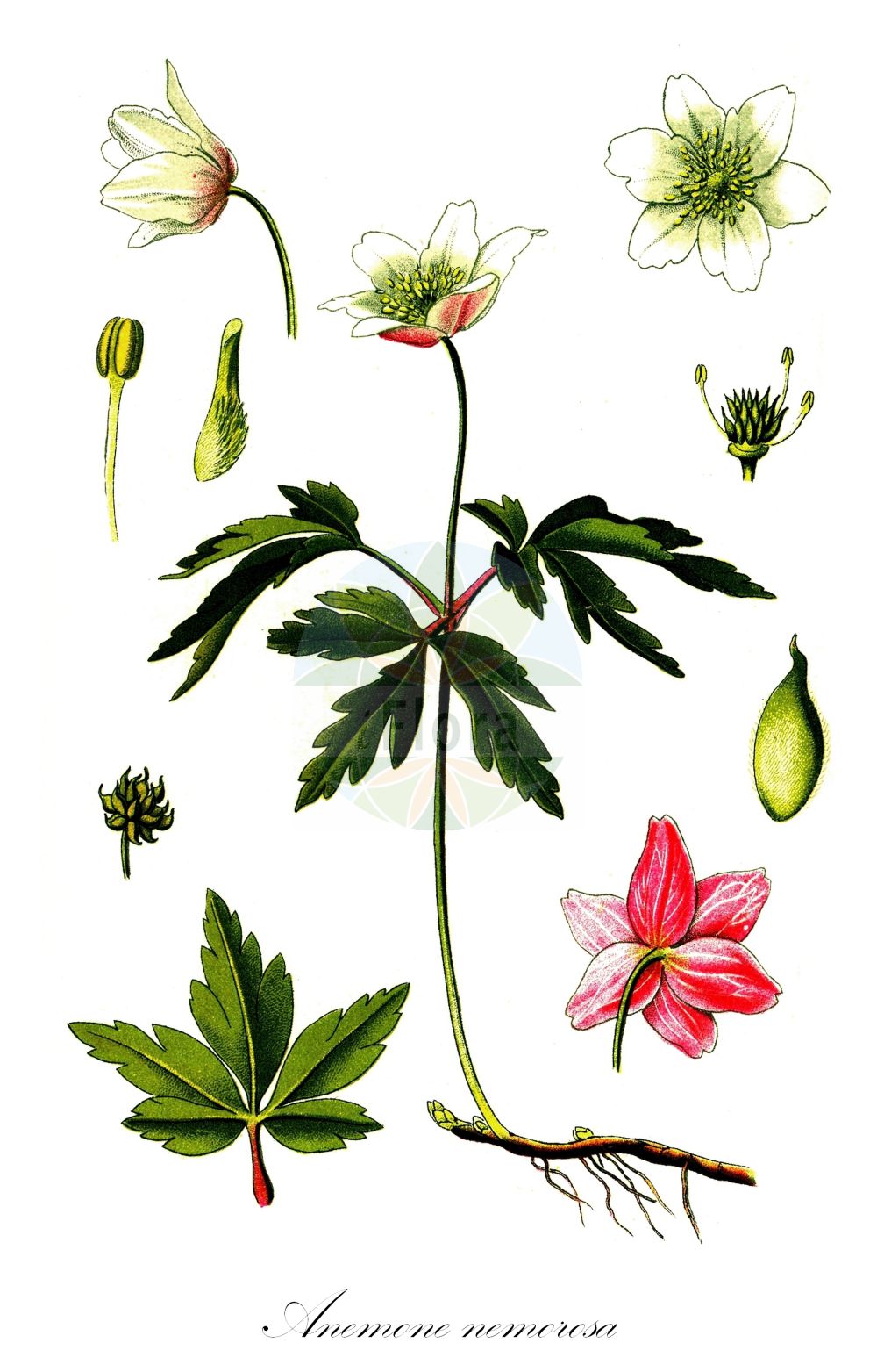 Anemone altaica - Ranunculaceae,Plantae,Pteridobiotina,Angiosperms,Ranunculales,Ranunculaceae,Anemone,Anemone altaica,Anemone nemorosa, Anemone nemorosa subsp. altaica
