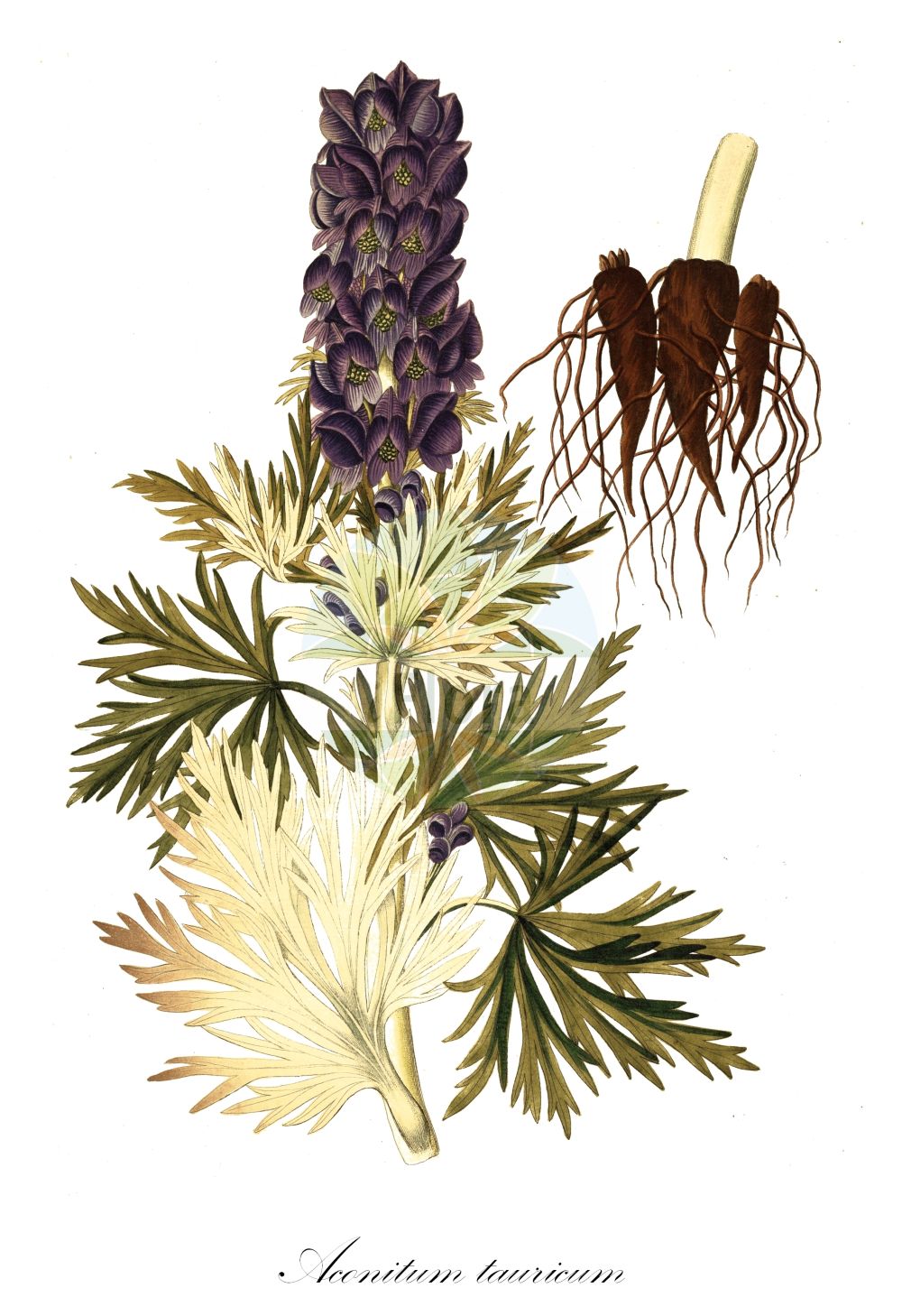 Aconitum tauricum - Ranunculaceae,Plantae,Pteridobiotina,Angiosperms,Ranunculales,Ranunculaceae,Aconitum,Aconitum tauricum,Aconitum autumnale, Aconitum eustachium, Aconitum formosum, Aconitum hayekianum, Aconitum koelleanum, Aconitum latemarense, Aconitum multifidum, Aconitum napellus f. taurericum, Aconitum napellus subsp. formosum, Aconitum napellus subsp. koelleanum, Aconitum napellus subsp. tauricum, Aconitum taurericum, Aconitum tauricum subsp. latemarense, Aconitum tauricum var. eustachyum,Tauern-Eisenhut;Tauern-Blau-Eisenhut;aconite;monk's hood;Aconit du Tauern;aconit napel;casque de Jupiter;aconito napello;aconito taurico;аконит клобучковый;turska preobjeda;omag