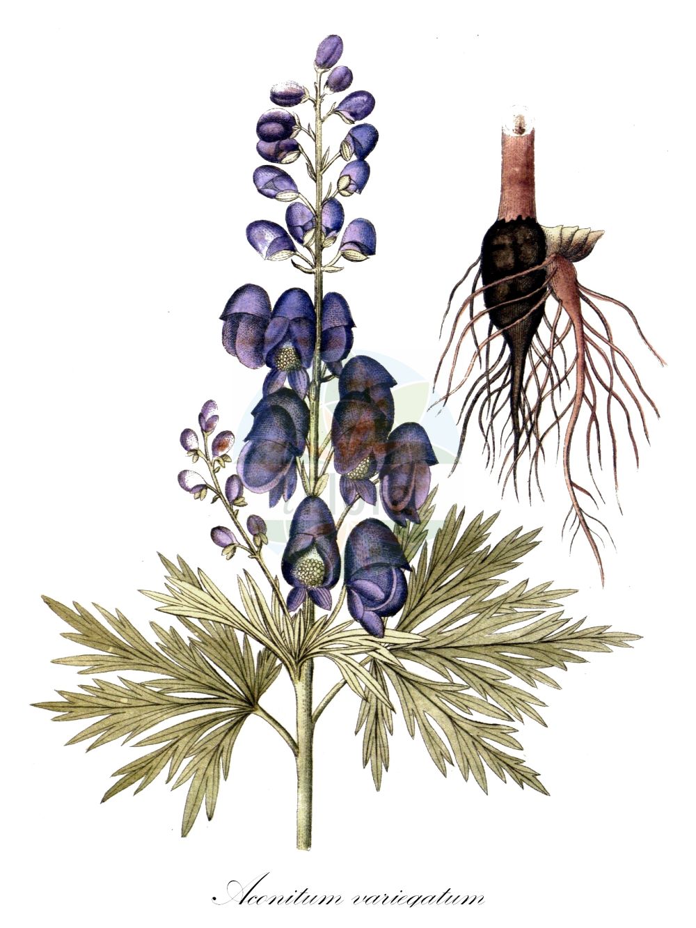 Aconitum variegatum - Ranunculaceae,Plantae,Pteridobiotina,Angiosperms,Ranunculales,Ranunculaceae,Aconitum,Aconitum variegatum,Aconitum album, Aconitum alpinum, Aconitum altigaleatum, Aconitum bernhardianum, Aconitum bulbiferum, Aconitum cammarum, Aconitum cammarum var. cynbulatum, Aconitum cammarum var. gracile, Aconitum cammarum var. judenbergense, Aconitum cammarum var. koscieliskanum, Aconitum cammarum var. tricoronense, Aconitum dominii, Aconitum flexuosum, Aconitum glabrum, Aconitum gracile, Aconitum gracile, Aconitum hamatum, Aconitum humile, Aconitum illinitum, Aconitum italicum, Aconitum judenbergense, Aconitum laciniosum, Aconitum laevigatum, Aconitum leucanthemum, Aconitum luridum, Aconitum macranthum, Aconitum mixtum, Aconitum odontandrum, Aconitum rhynchanthum, Aconitum rostratum, Aconitum variegatum f. albiflorum, Aconitum variegatum f. album, Aconitum variegatum f. angustilobum, Aconitum variegatum f. aquilonare, Aconitum variegatum f. bernhardianum, Aconitum variegatum f. macranthum, Aconitum variegatum f. pallidiflorum, Aconitum variegatum subsp. dominii, Aconitum variegatum subsp. gracile, Aconitum variegatum subsp. judenbergense, Aconitum variegatum subsp. rostratum, Aconitum variegatum var. carniolicum, Aconitum variegatum var. diffusum, Aconitum variegatum var. pilipes, Aconitum variegatum var. pilosiusculum, Aconitum variegatum var. rostratum, Aconitum variegatum var. saxonicum, Aconitum variegatum var. stiriacum, Aconitum variegatum var. tuberosum, Delphinium variegatum,Bunter Eisenhut;Gescheckter Eisenhut;Gewöhnlicher Bunter Eisenhut;Rispen-Eisenhut;Geschnäbelter Scheck-Eisenhut;Gewöhnlicher Scheck-Eisenhut;variegated monkshood;manchurian monkshood;Aconit à bec;Aconit panaché;Aconito screziato;аконит пёстрый;борец пёстрый;šareni jedić;tojad dzióbaty;pisana preobjeda;karcsú sisakvirág;oměj pestrý;oměj různobarvý;nap-lupesc;prilbica pestrá;аконіт зубчастотичинковий;аконіт строкатий;аконіт стрункий;синя самакитка