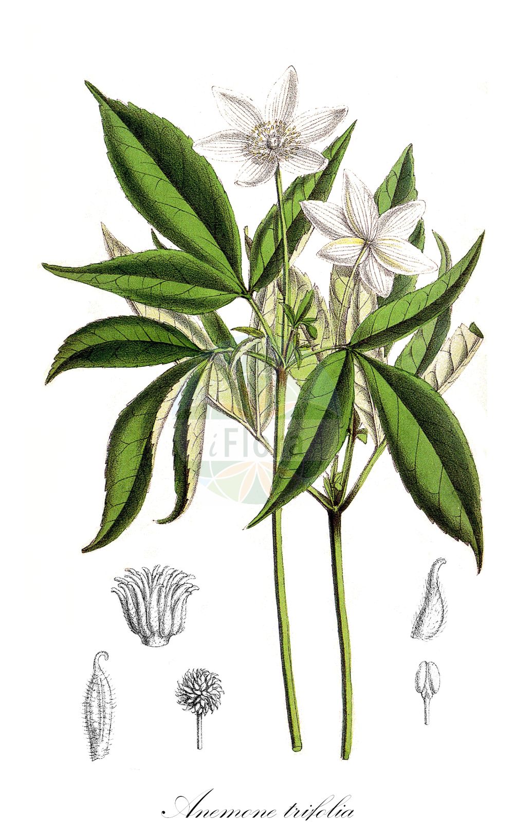 Anemonoides reflexa - Ranunculaceae,Plantae,Pteridobiotina,Angiosperms,Ranunculales,Ranunculaceae,Anemonoides,Anemonoides reflexa,Anemone reflexa, Anemone reflexa var. lineiloba, Anemone reflexa var. osinovskiensis, Anemone trifolia, Anemone trifoliata,Rückwärtsgebogene Anemone